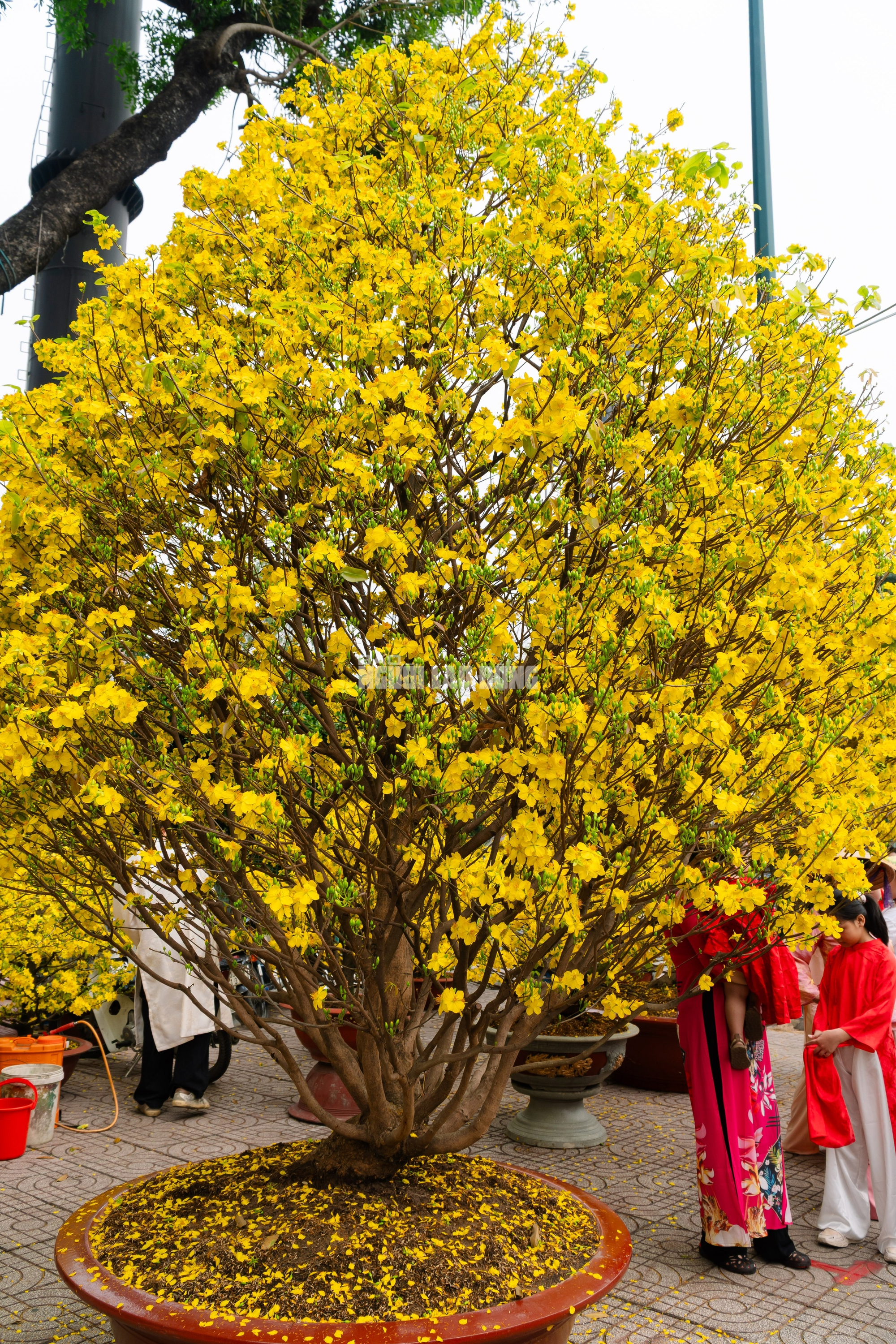 VIDEO: Chiêm ngưỡng cặp mai giảo "khủng" gần 40 năm tuổi, giá 700 triệu đồng ở TPHCM - Ảnh 4.