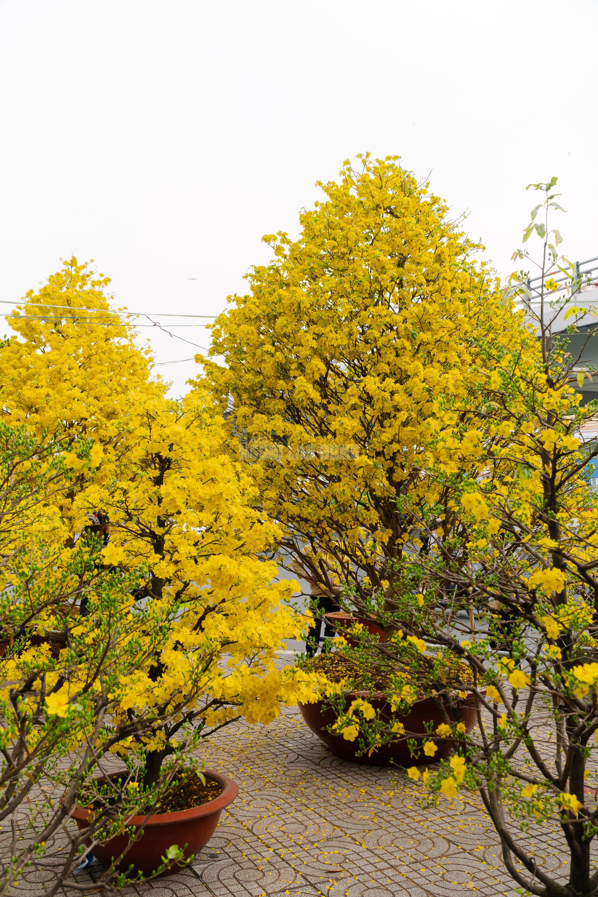 VIDEO: Chiêm ngưỡng cặp mai giảo "khủng" gần 40 năm tuổi, giá 700 triệu đồng ở TPHCM - Ảnh 6.