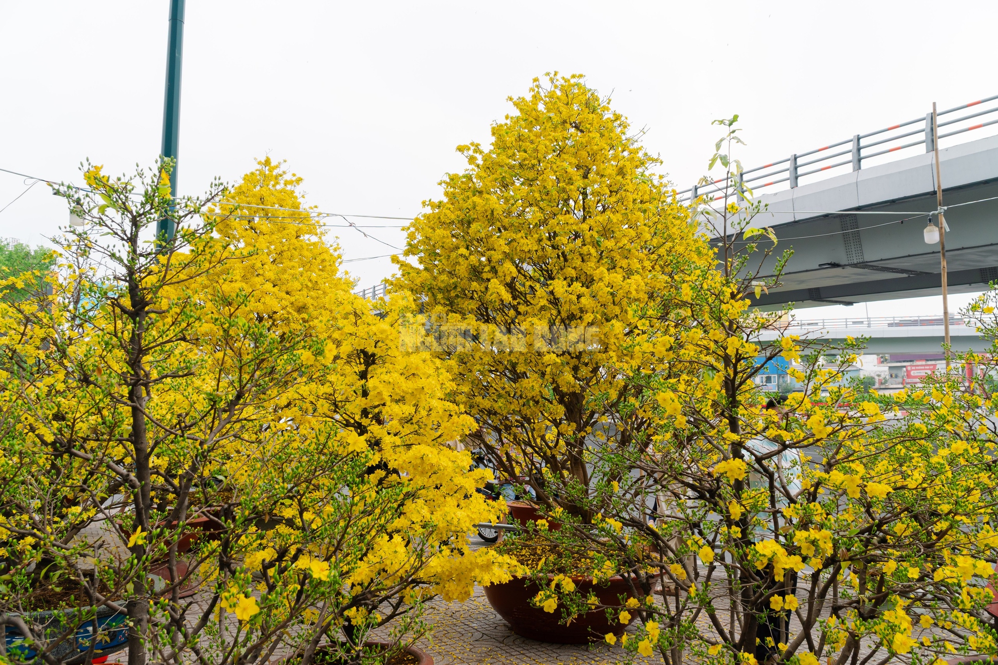 VIDEO: Chiêm ngưỡng cặp mai giảo "khủng" gần 40 năm tuổi, giá 700 triệu đồng ở TPHCM - Ảnh 7.