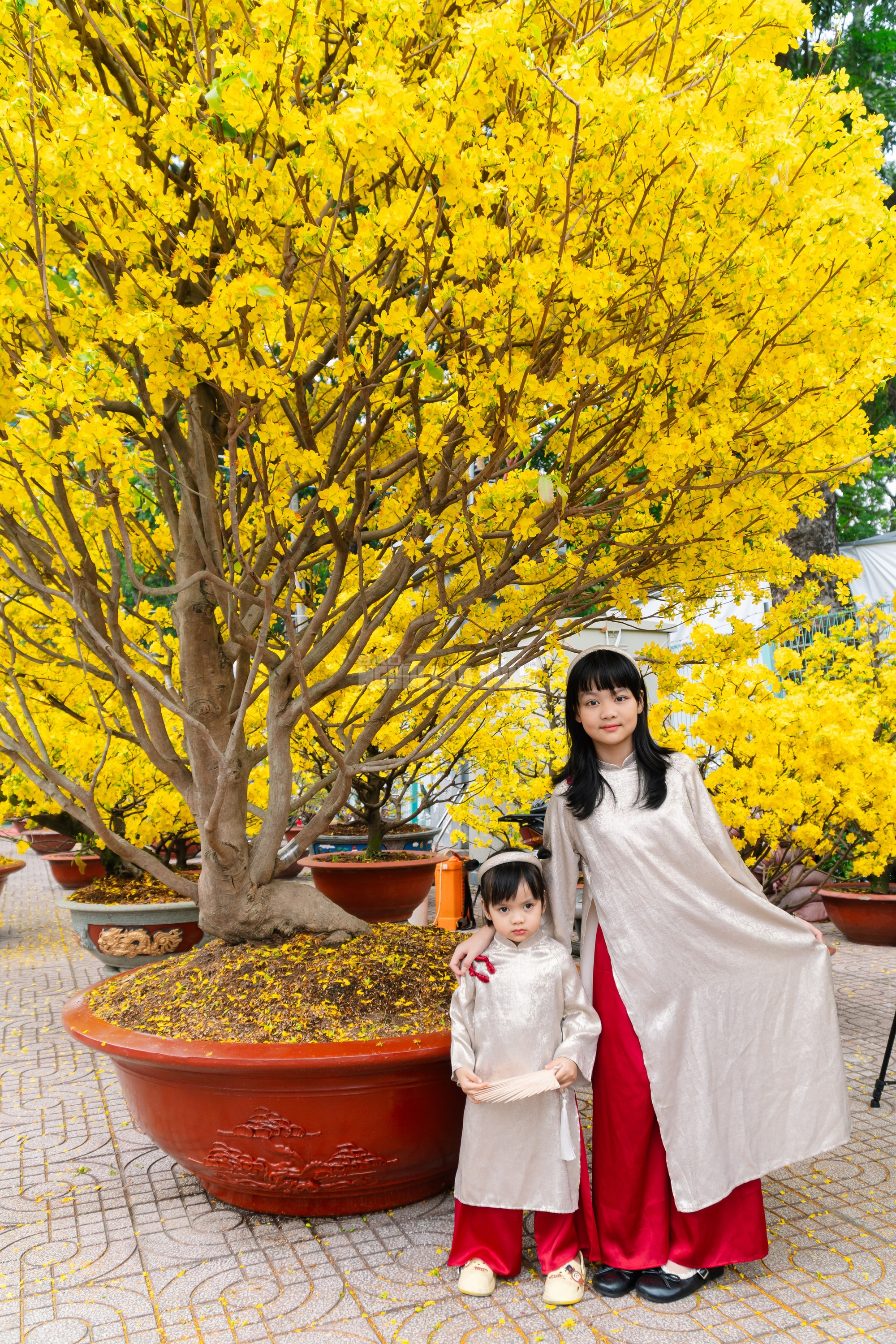 VIDEO: Chiêm ngưỡng cặp mai giảo "khủng" gần 40 năm tuổi, giá 700 triệu đồng ở TPHCM - Ảnh 8.