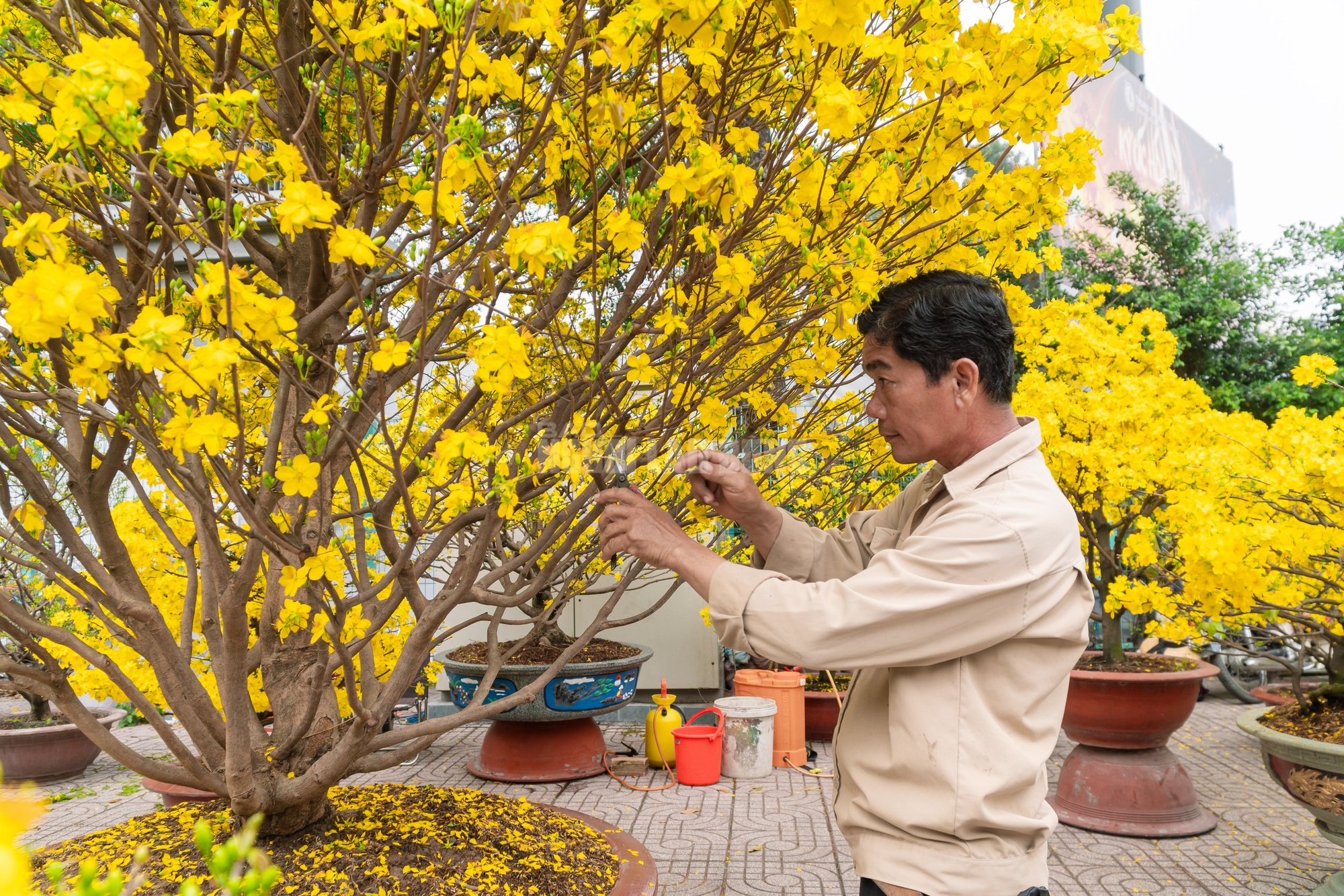 VIDEO: Chiêm ngưỡng cặp mai giảo "khủng" gần 40 năm tuổi, giá 700 triệu đồng ở TPHCM - Ảnh 20.