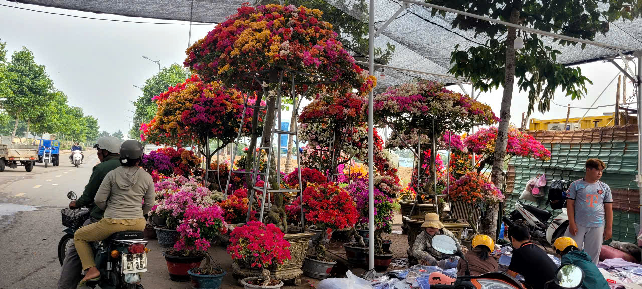 T&igrave;nh h&igrave;nh kinh tế hoa kiểng tại Đồng Th&aacute;p v&agrave; Cần Thơ năm 2026 - Ảnh 3.
