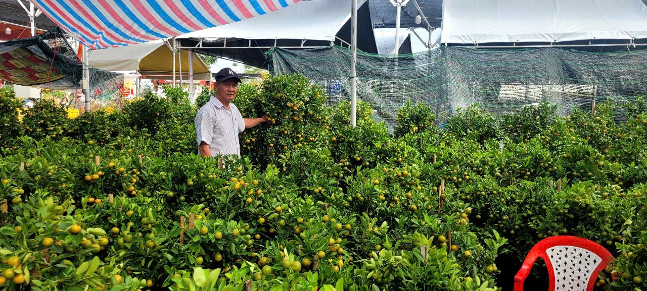 T&igrave;nh h&igrave;nh kinh tế hoa kiểng tại Đồng Th&aacute;p v&agrave; Cần Thơ năm 2026 - Ảnh 8.