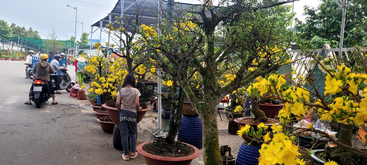 T&igrave;nh h&igrave;nh kinh tế hoa kiểng tại Đồng Th&aacute;p v&agrave; Cần Thơ năm 2026 - Ảnh 10.