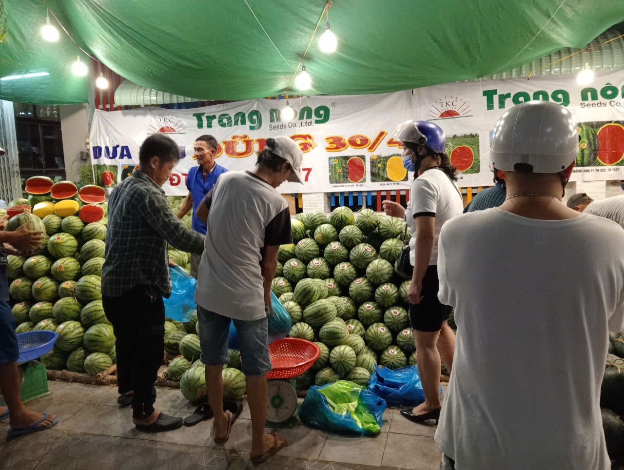 Dưa hấu Cần Thơ giảm giá kỷ lục 8 . 000 Đồng / kg trước Tết Nguyên đán 2026 - Ảnh 11. Dưa hấu Cần Thơ giảm giá kỷ lục 8 . 000 Đồng / kg trước Tết Nguyên đán 2026 - Ảnh 11.