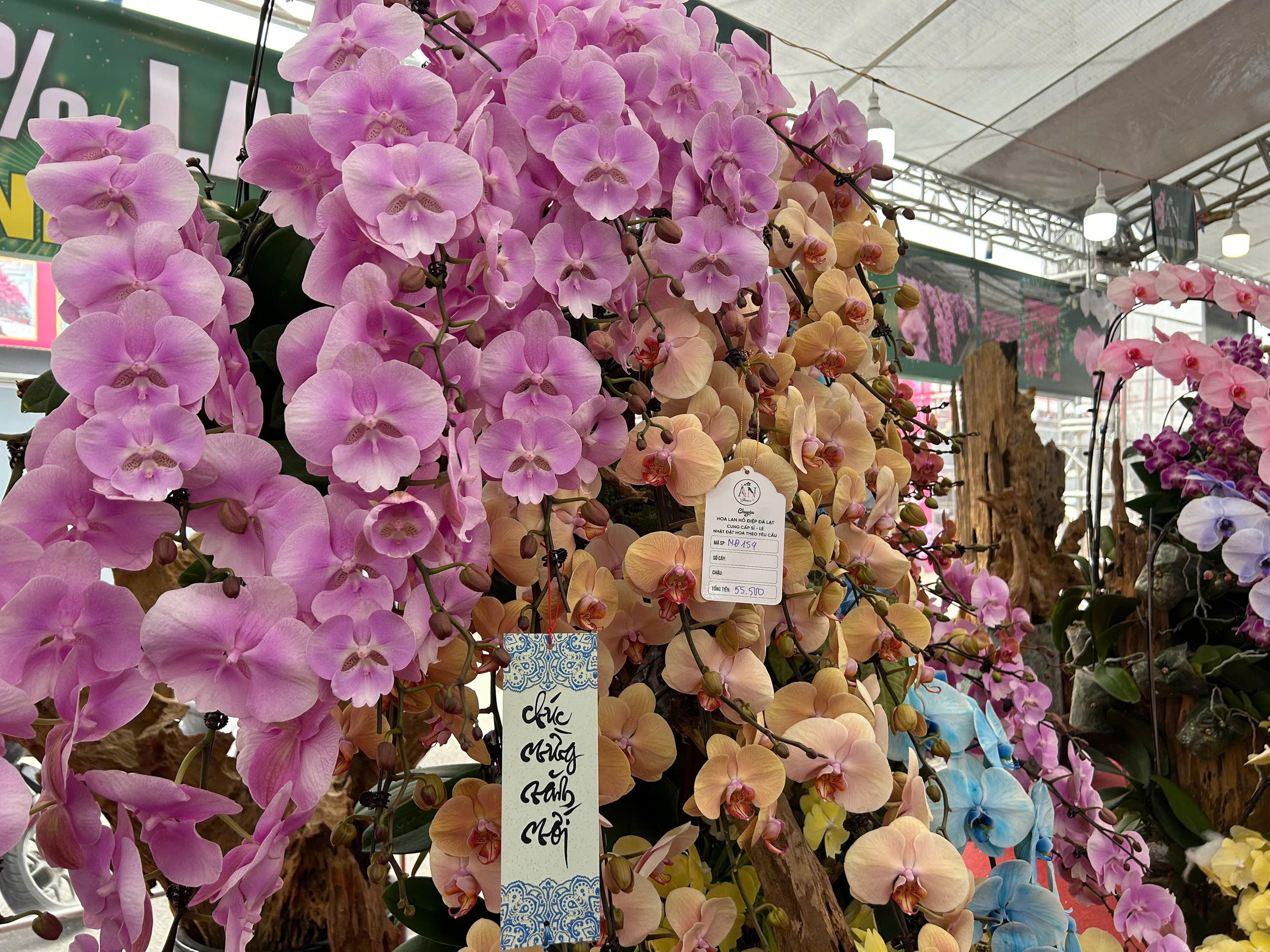 Lan hồ điệp mini hút khách dịp Tết Bính Ngọ 2026 , chậu tiền tỉ vắng bóng - Ảnh 10.