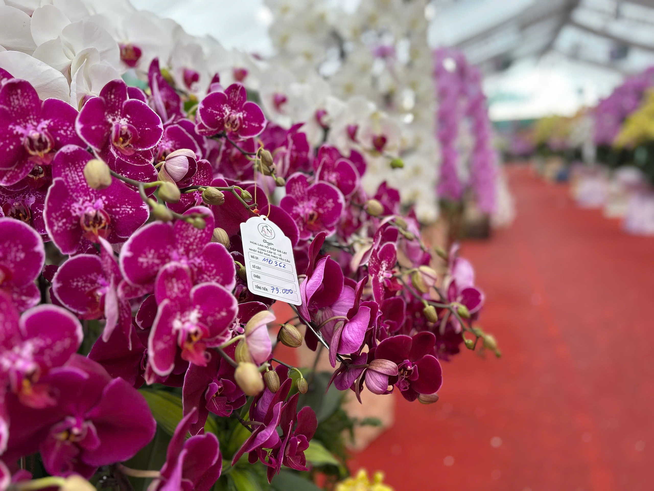 Lan hồ điệp mini hút khách dịp Tết Bính Ngọ 2026 , chậu tiền tỉ vắng bóng - Ảnh 13.