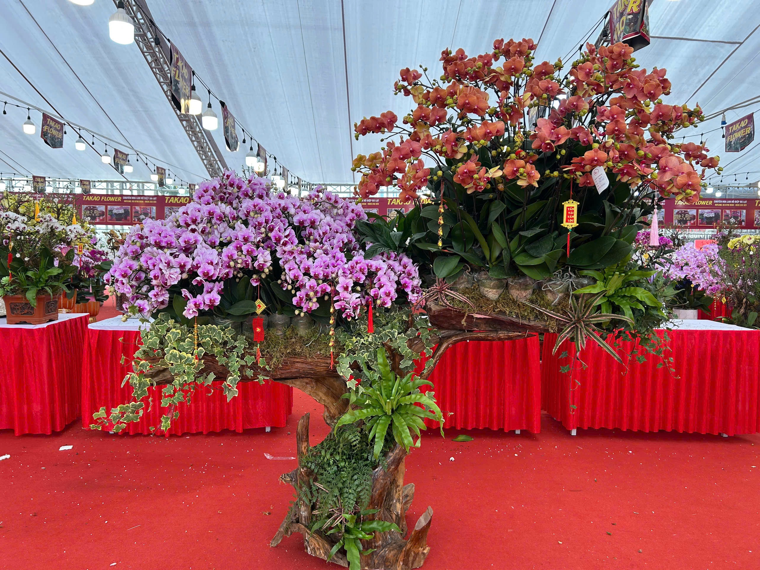 Lan hồ điệp mini hút khách dịp Tết Bính Ngọ 2026 , chậu tiền tỉ vắng bóng - Ảnh 9.