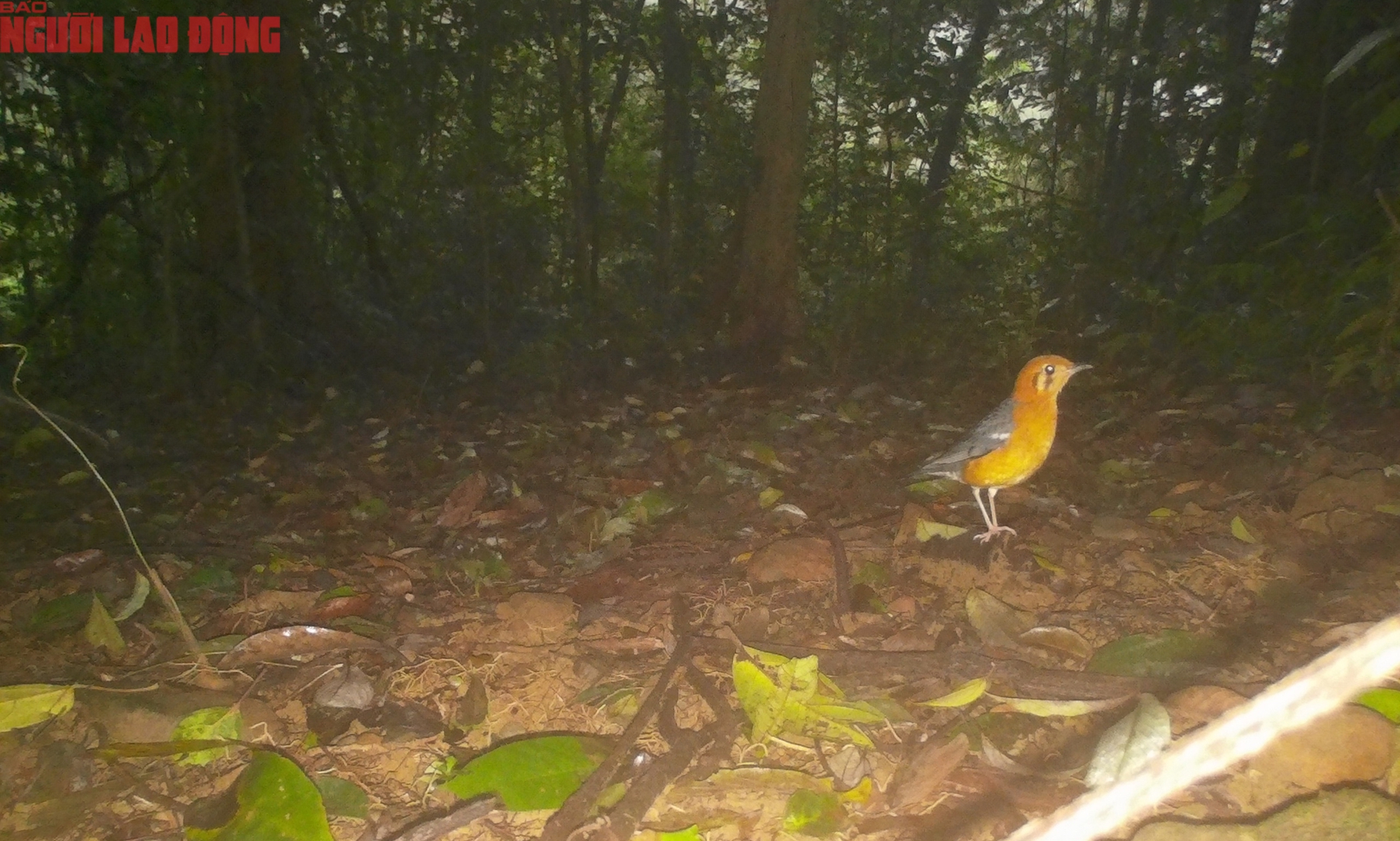 Ngắm loạt chim qu&yacute; mới ph&aacute;t hiện ở Quảng Trị - Ảnh 1.