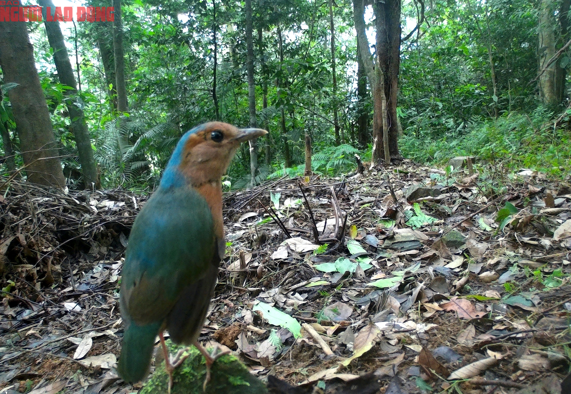 Ngắm loạt chim qu&yacute; mới ph&aacute;t hiện ở Quảng Trị - Ảnh 2.
