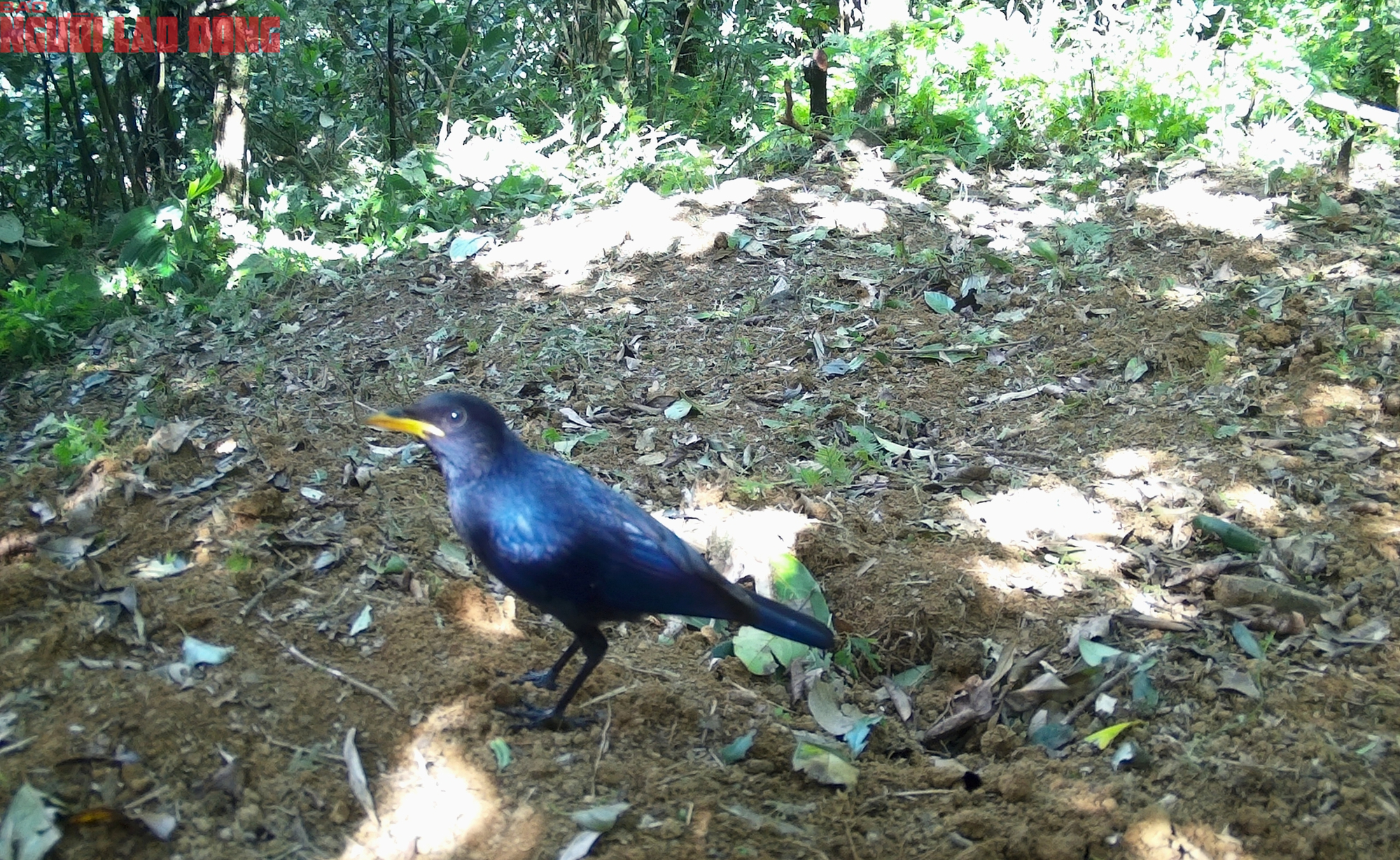 Ngắm loạt chim qu&yacute; mới ph&aacute;t hiện ở Quảng Trị - Ảnh 3.