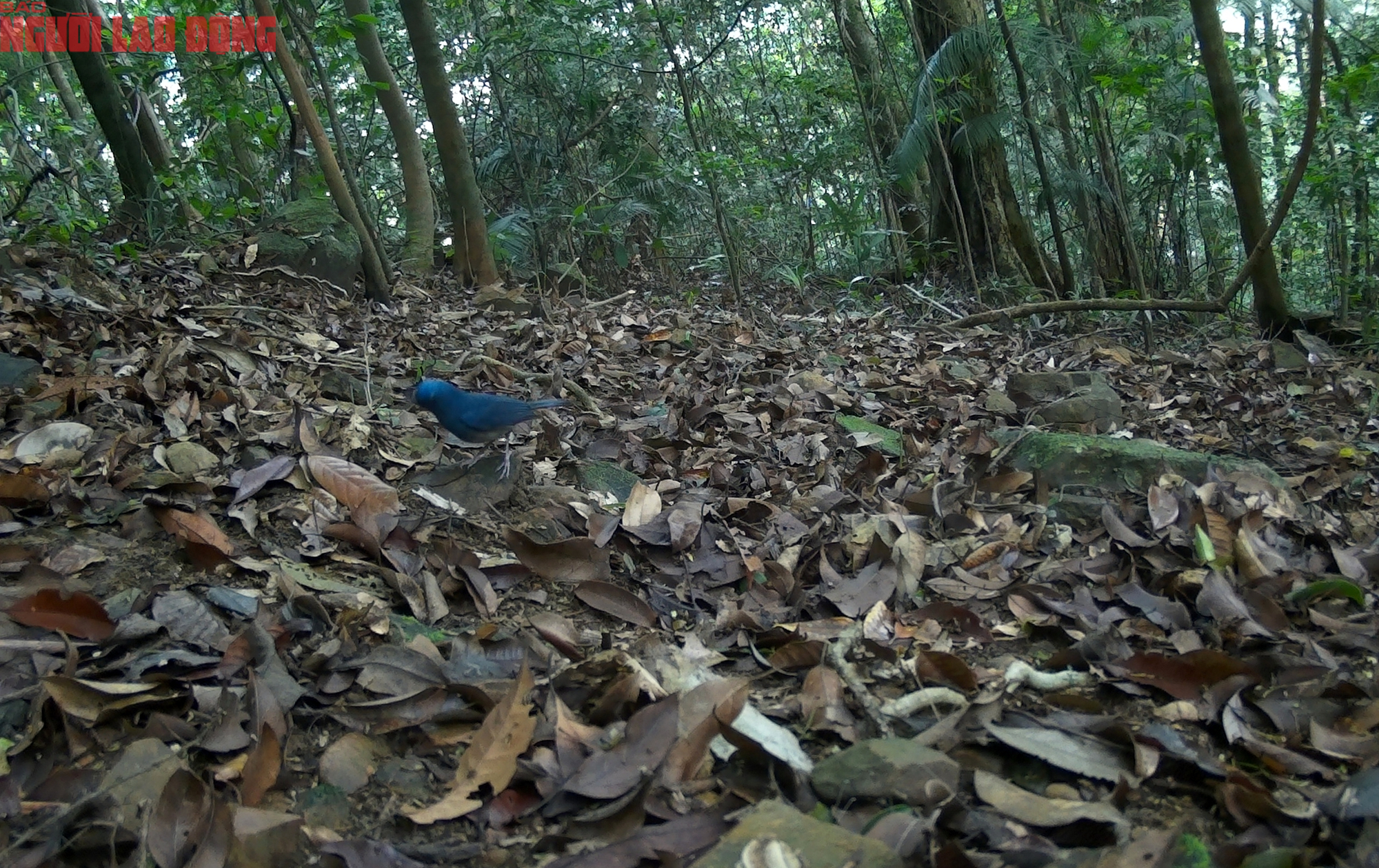 Ngắm loạt chim qu&yacute; mới ph&aacute;t hiện ở Quảng Trị - Ảnh 4.