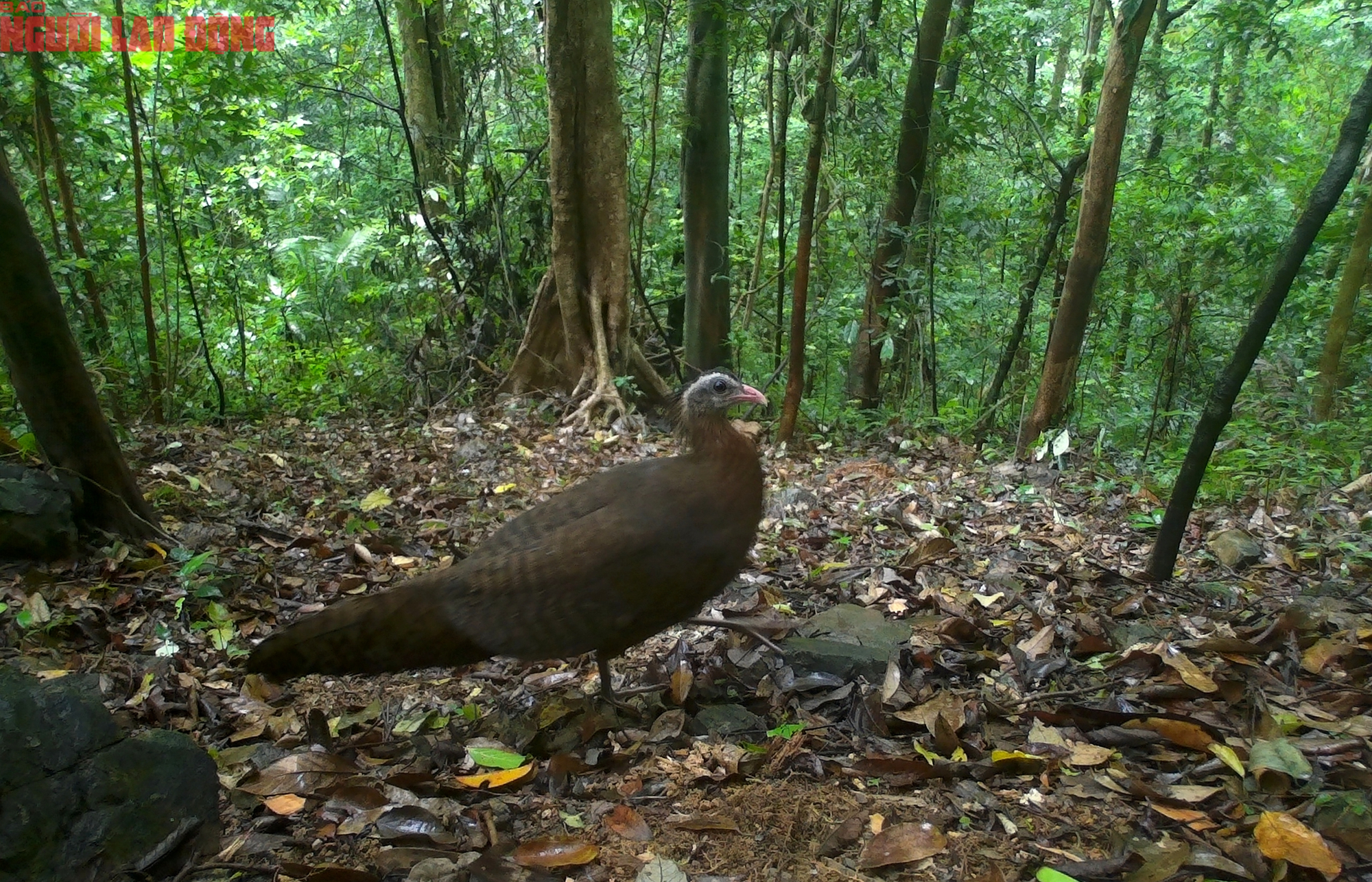 Ngắm loạt chim qu&yacute; mới ph&aacute;t hiện ở Quảng Trị - Ảnh 7.