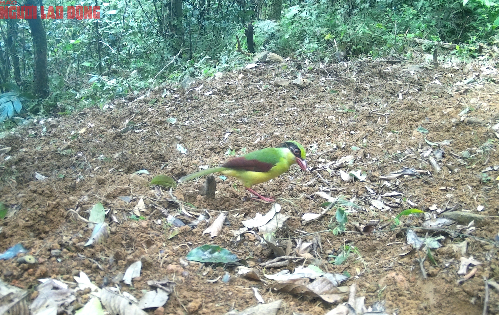 Ngắm loạt chim qu&yacute; mới ph&aacute;t hiện ở Quảng Trị - Ảnh 9.