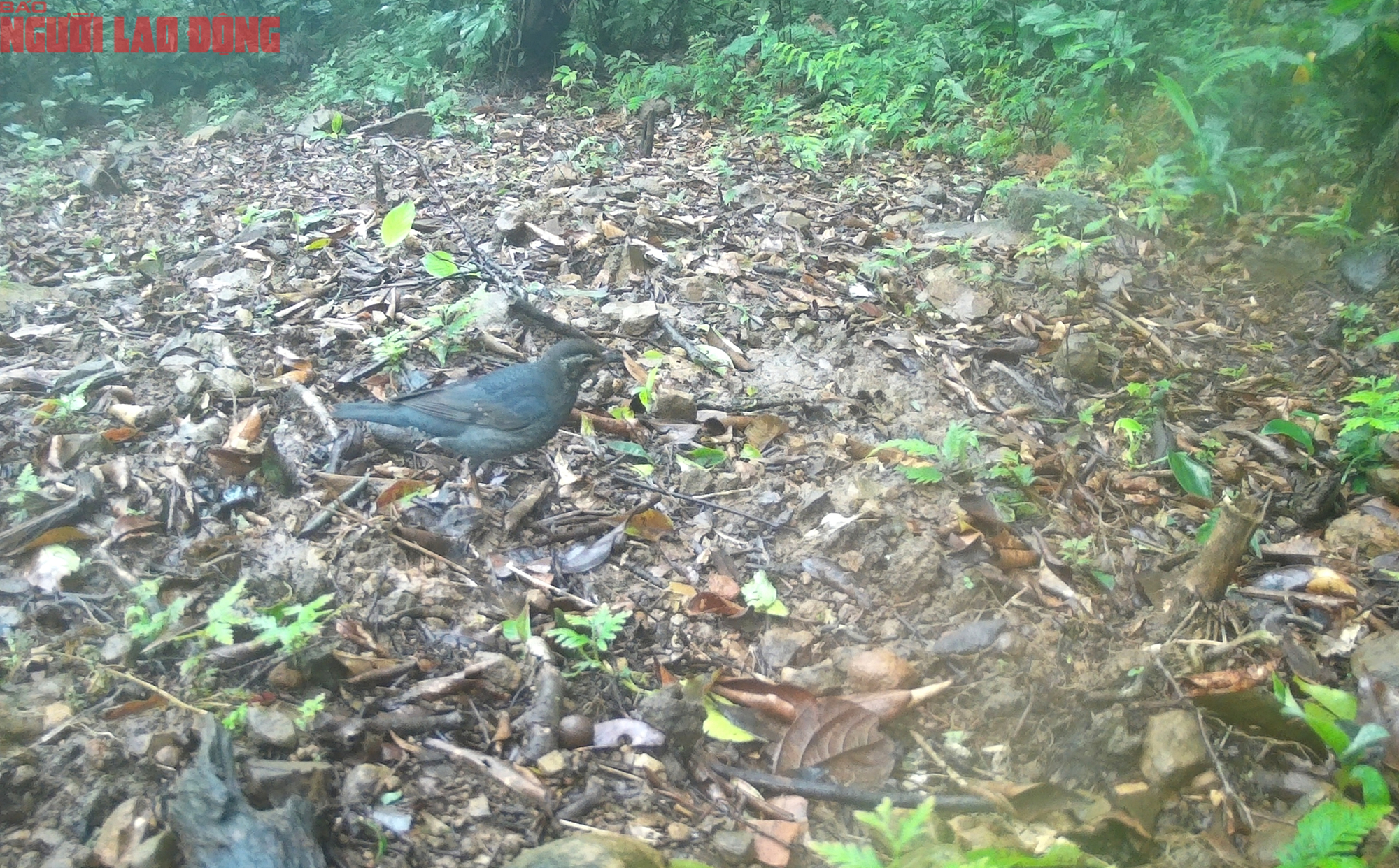 Ngắm loạt chim qu&yacute; mới ph&aacute;t hiện ở Quảng Trị - Ảnh 10.