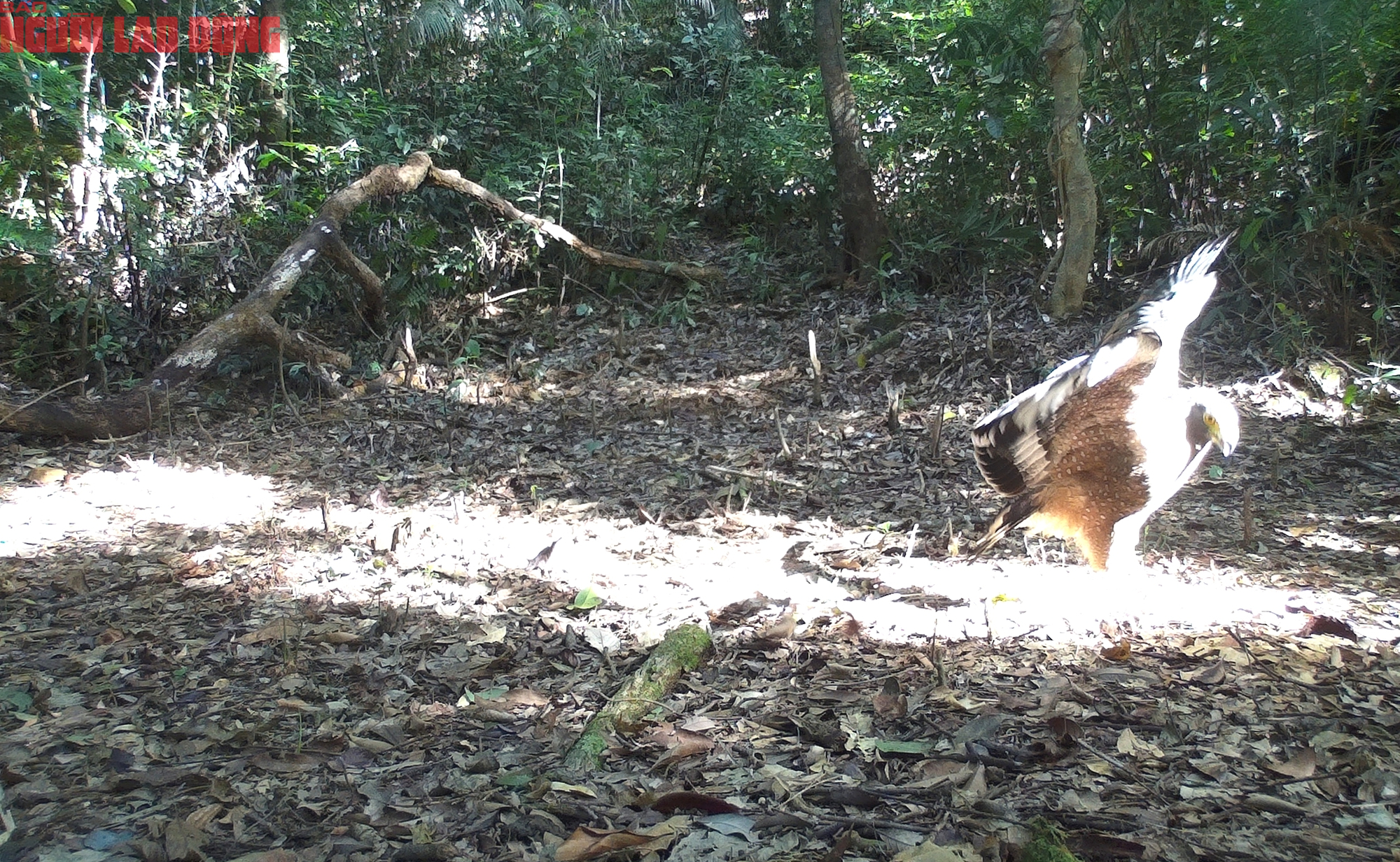 Ngắm loạt chim qu&yacute; mới ph&aacute;t hiện ở Quảng Trị - Ảnh 11.