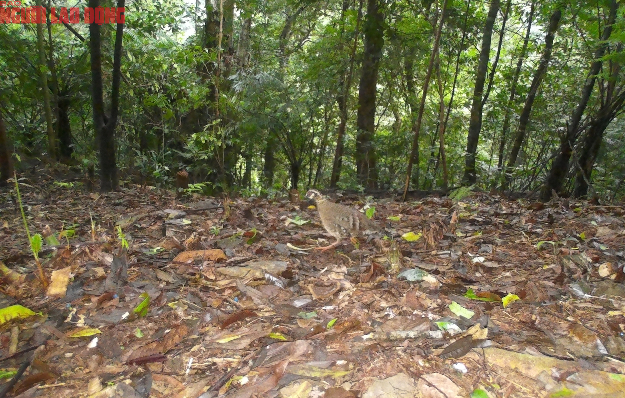 Ngắm loạt chim qu&yacute; mới ph&aacute;t hiện ở Quảng Trị - Ảnh 12.