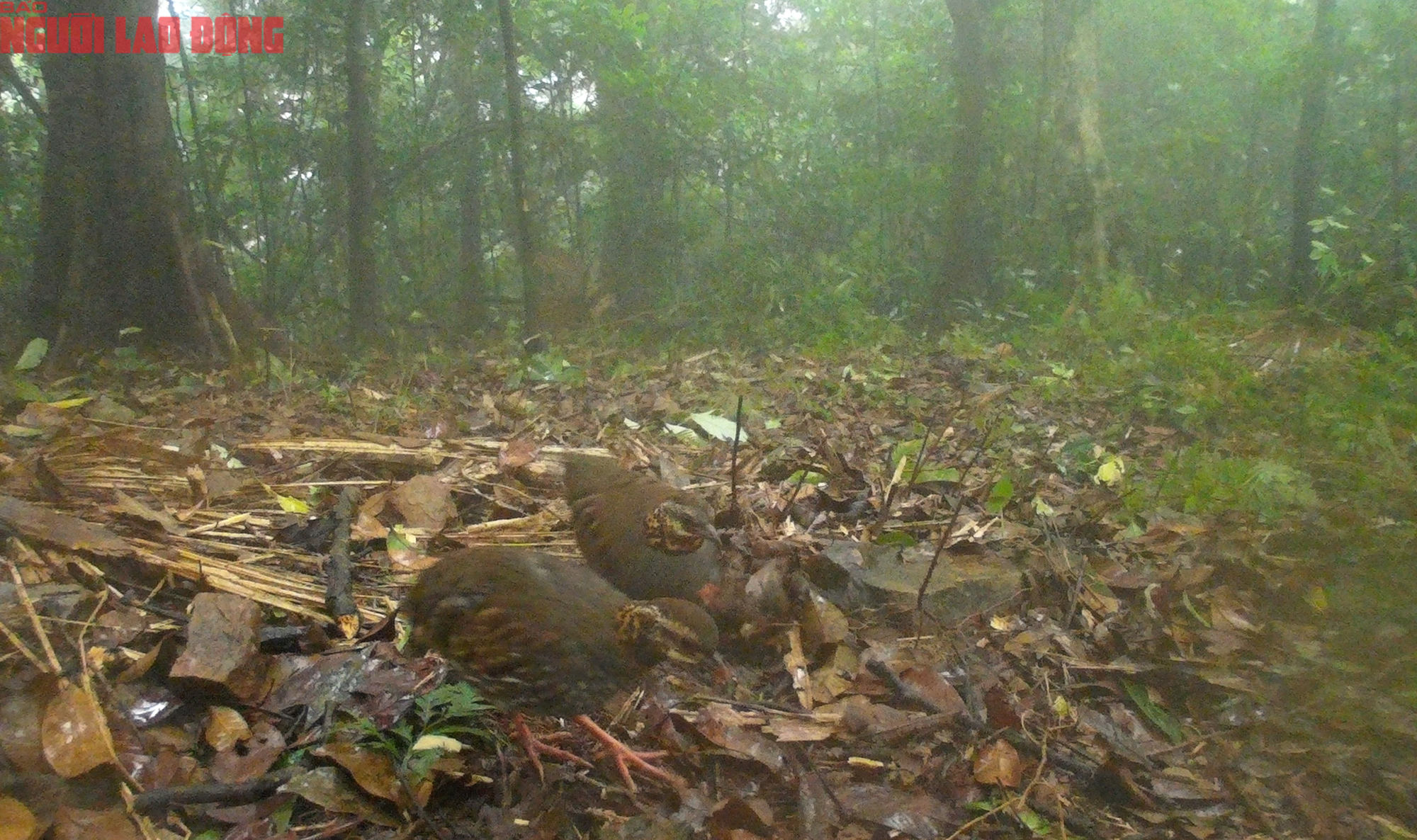 Ngắm loạt chim qu&yacute; mới ph&aacute;t hiện ở Quảng Trị - Ảnh 13.