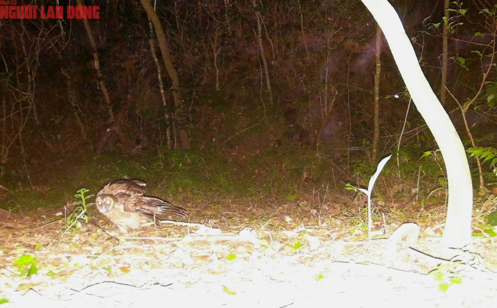 Ngắm loạt chim qu&yacute; mới ph&aacute;t hiện ở Quảng Trị - Ảnh 14.