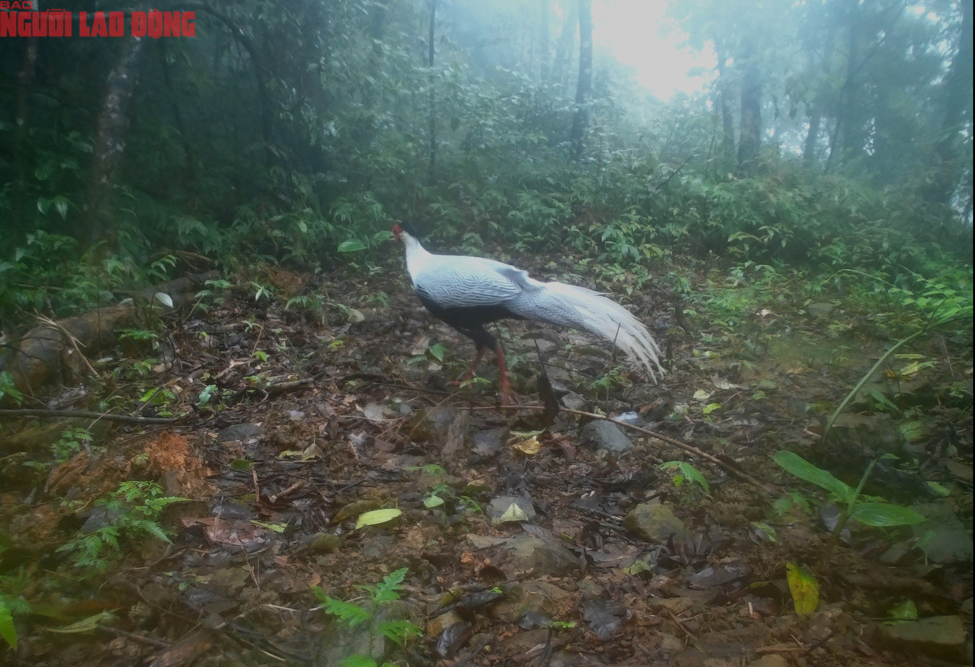 Ngắm loạt chim qu&yacute; mới ph&aacute;t hiện ở Quảng Trị - Ảnh 15.