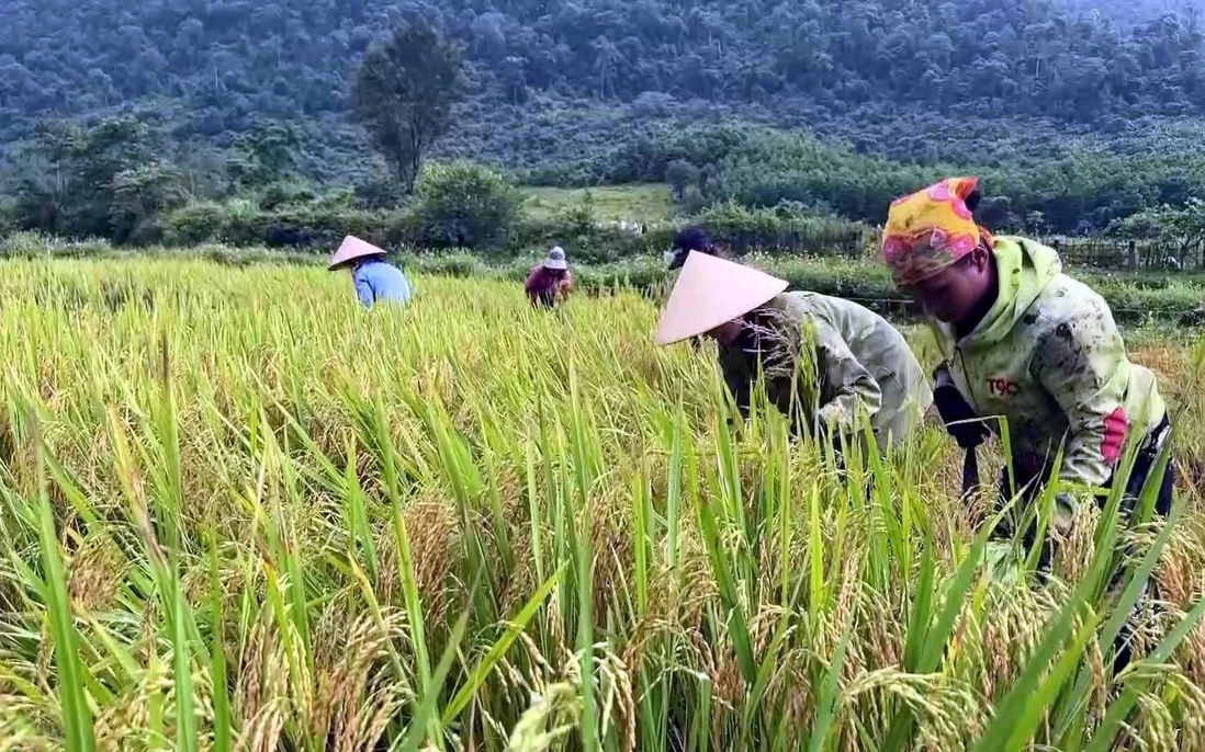 Bí ẩn người Rục: Hành trình từ hang đá đến Báo vàng Locarno - Ảnh 4.