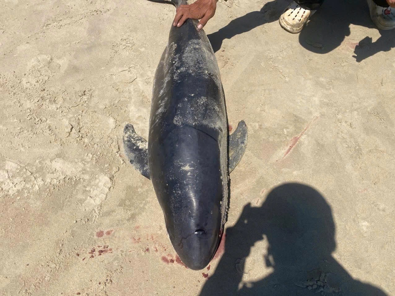 Cá thể nghi cá Ông dạt vào Bãi Sau, ngư dân làm lễ an táng theo phong tục - Ảnh 2.