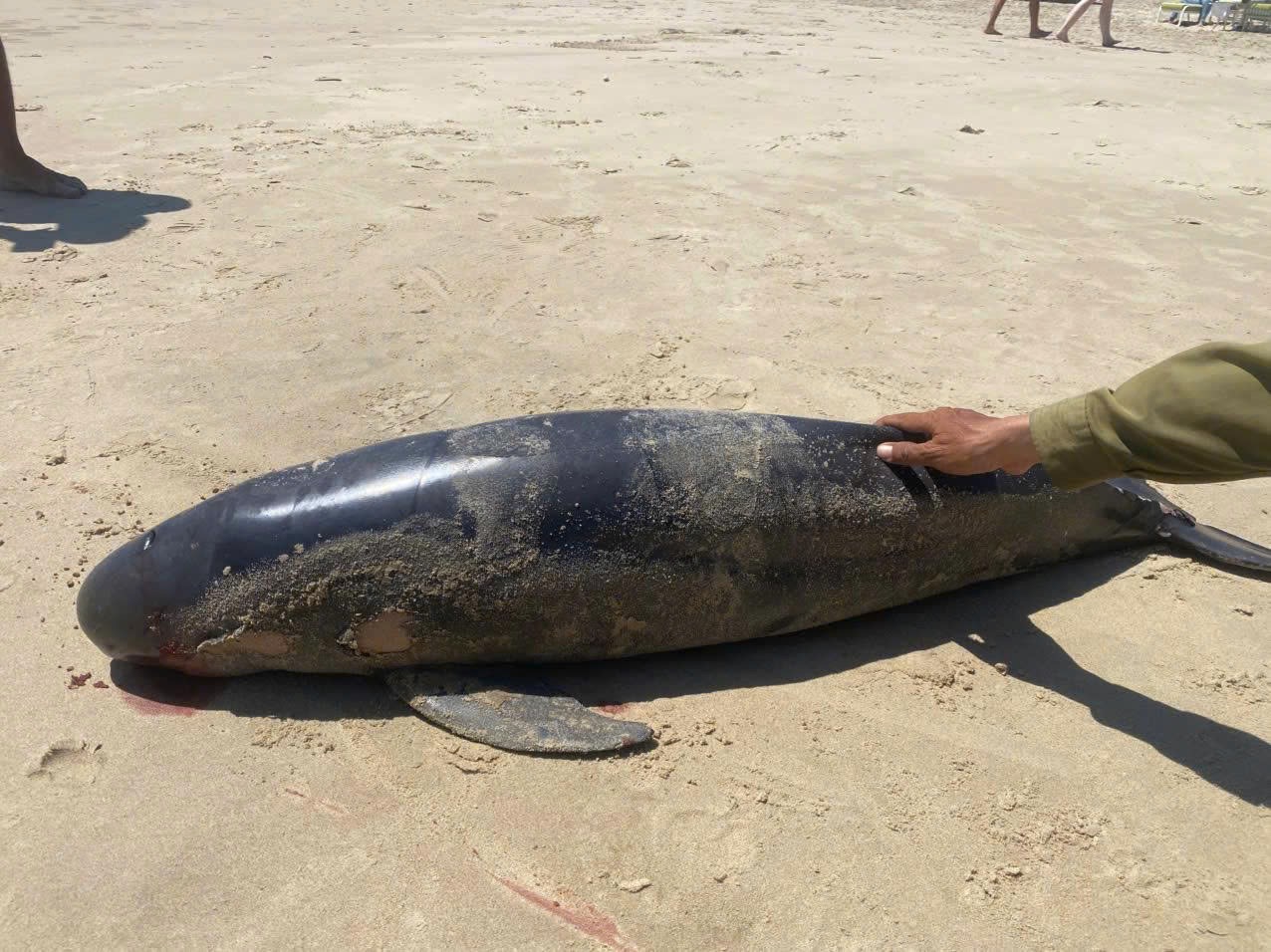 Cá thể nghi cá Ông dạt vào Bãi Sau, ngư dân làm lễ an táng theo phong tục - Ảnh 1.