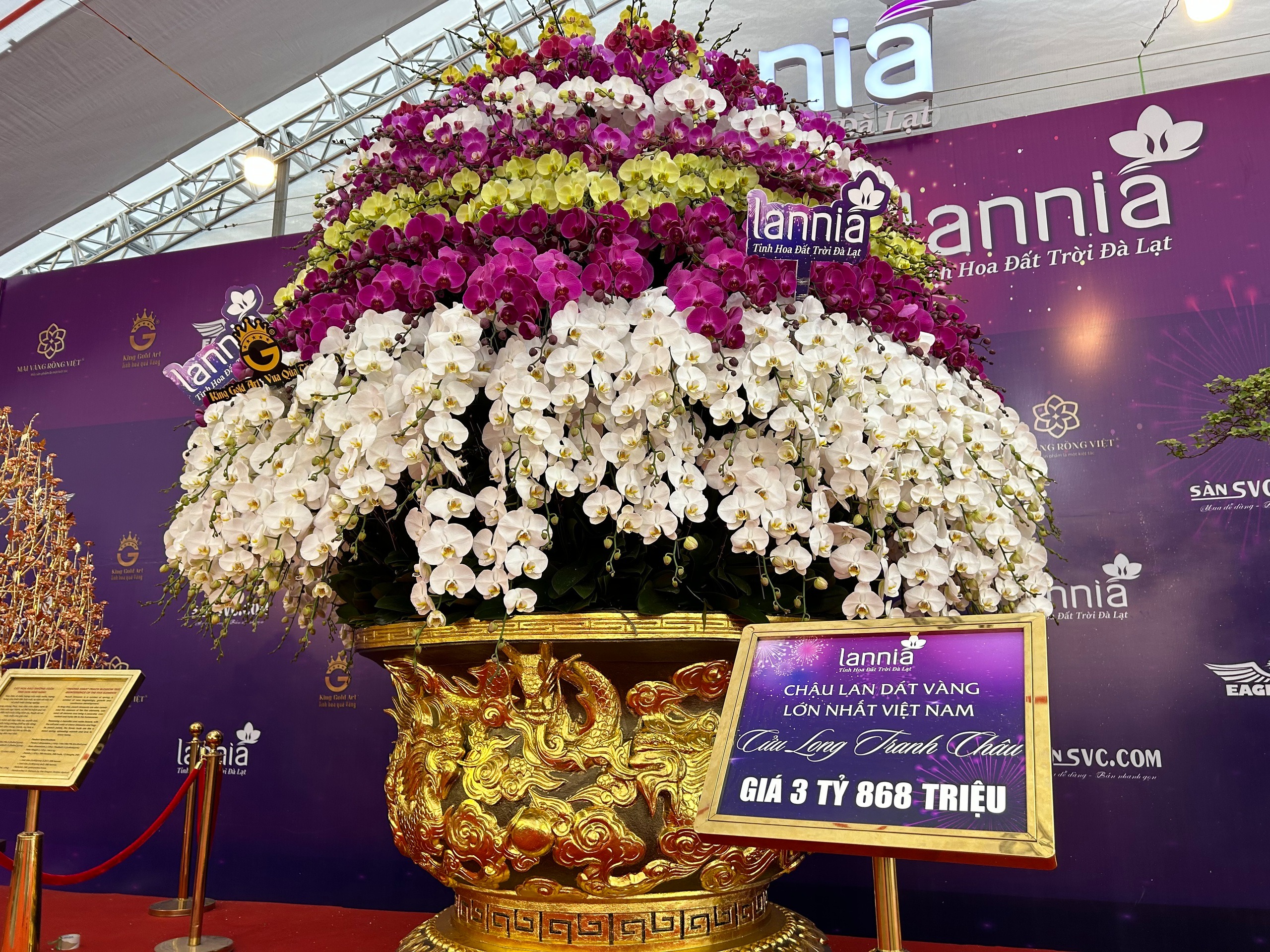 Lan hồ điệp mini hút khách dịp Tết Bính Ngọ 2026 , chậu tiền tỉ vắng bóng - Ảnh 2.