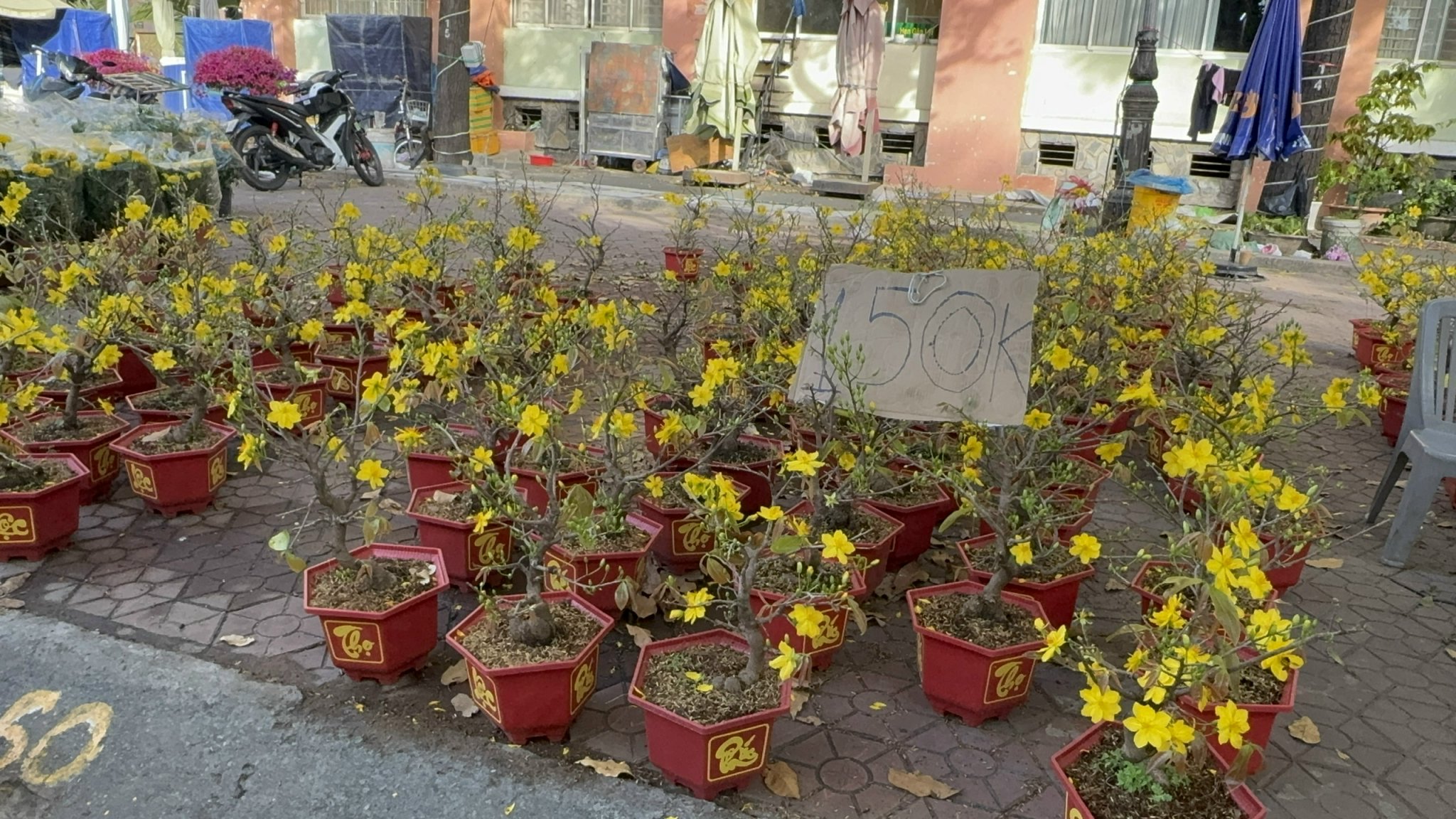 Chợ hoa Tết 2026: Nhiều lô hoa kiểng đã bán hết sạch tại TP HCM - Ảnh 9. Chợ hoa Tết 2026: Nhiều lô hoa kiểng đã bán hết sạch tại TP HCM - Ảnh 9.