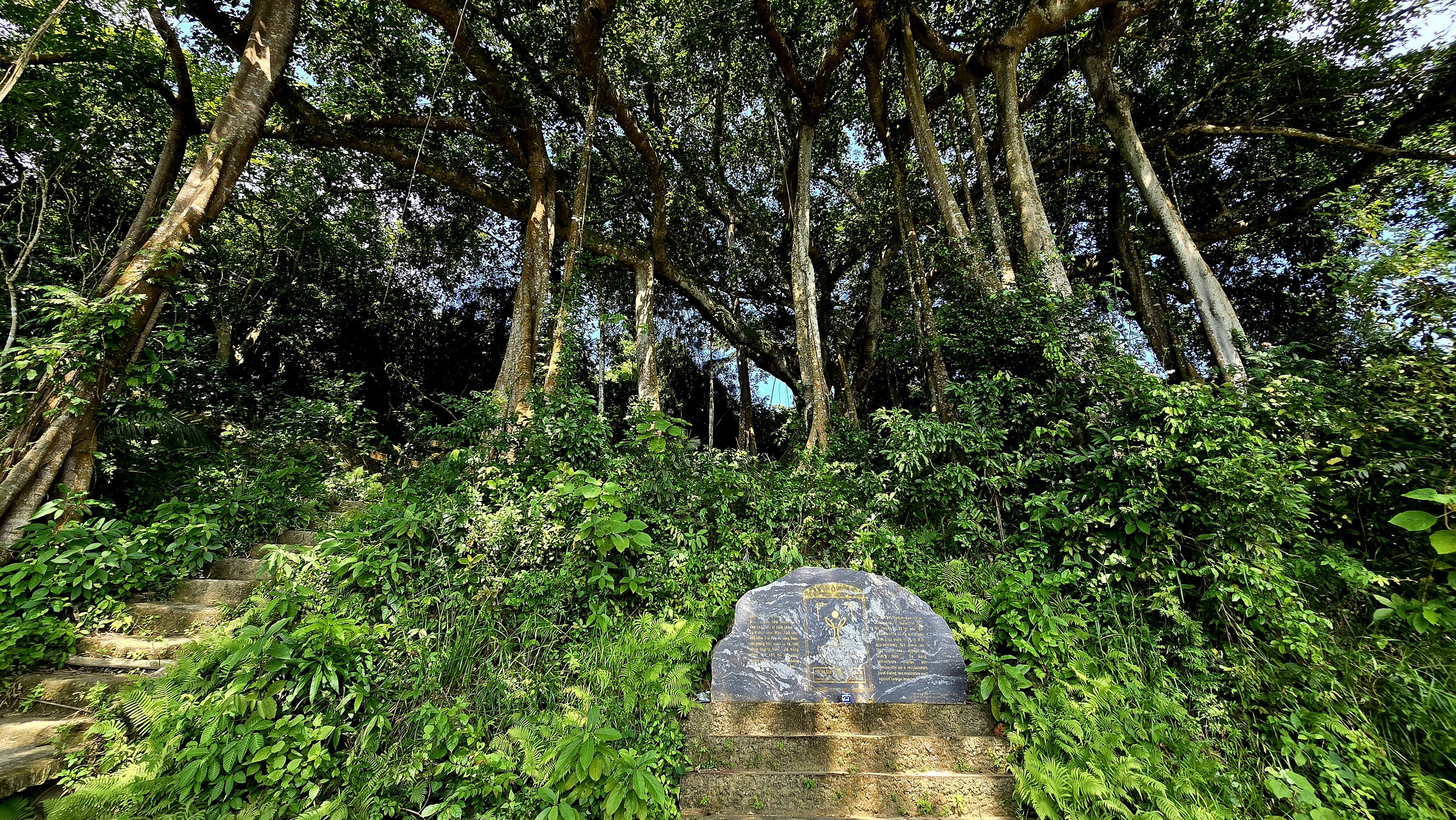 Dưới t&aacute;n đa ngh&igrave;n năm ở Sơn Tr&agrave;, du kh&aacute;ch nghe rừng "kể chuyện" - Ảnh 1.