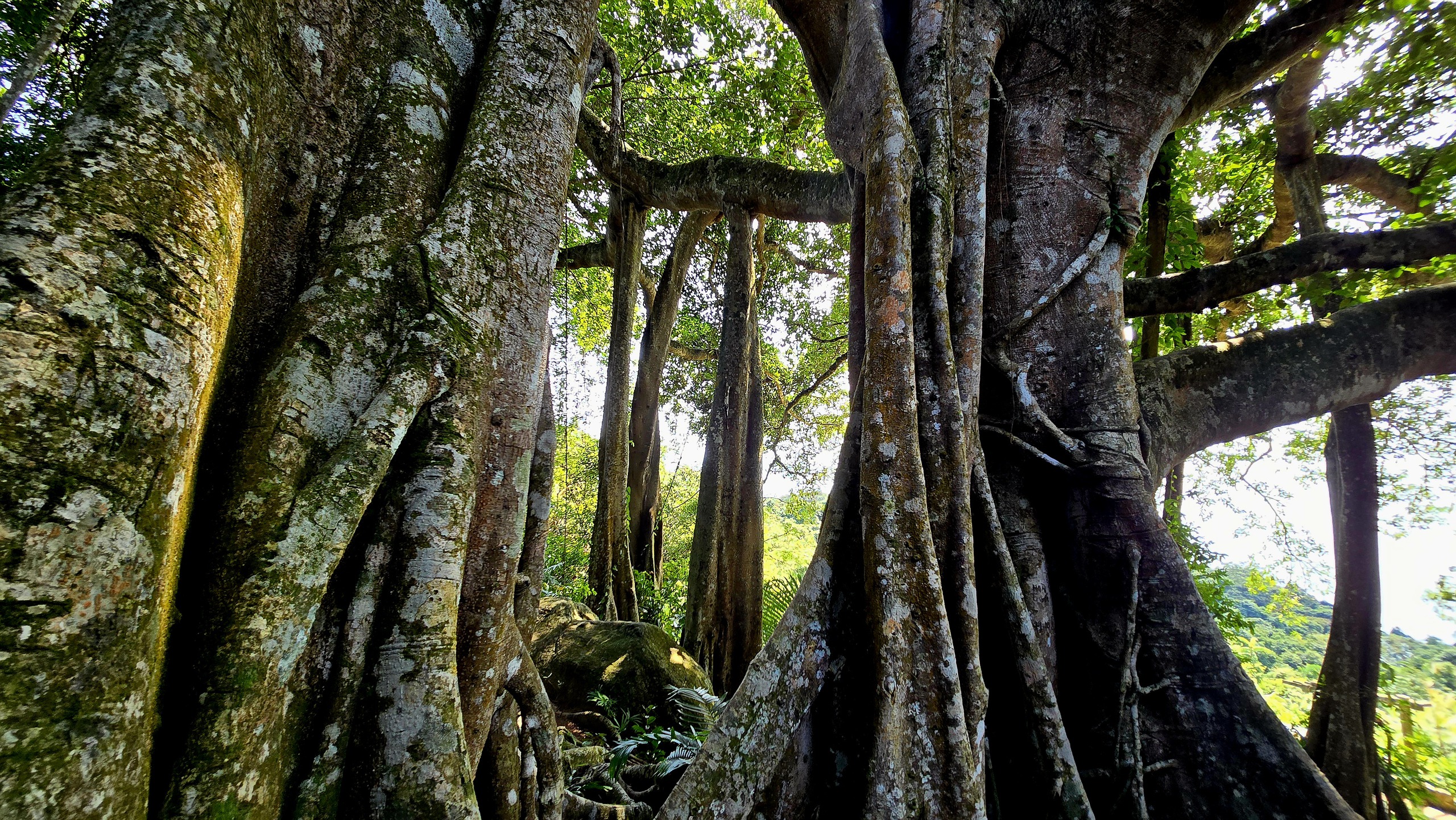 Dưới t&aacute;n đa ngh&igrave;n năm ở Sơn Tr&agrave;, du kh&aacute;ch nghe rừng "kể chuyện" - Ảnh 4.