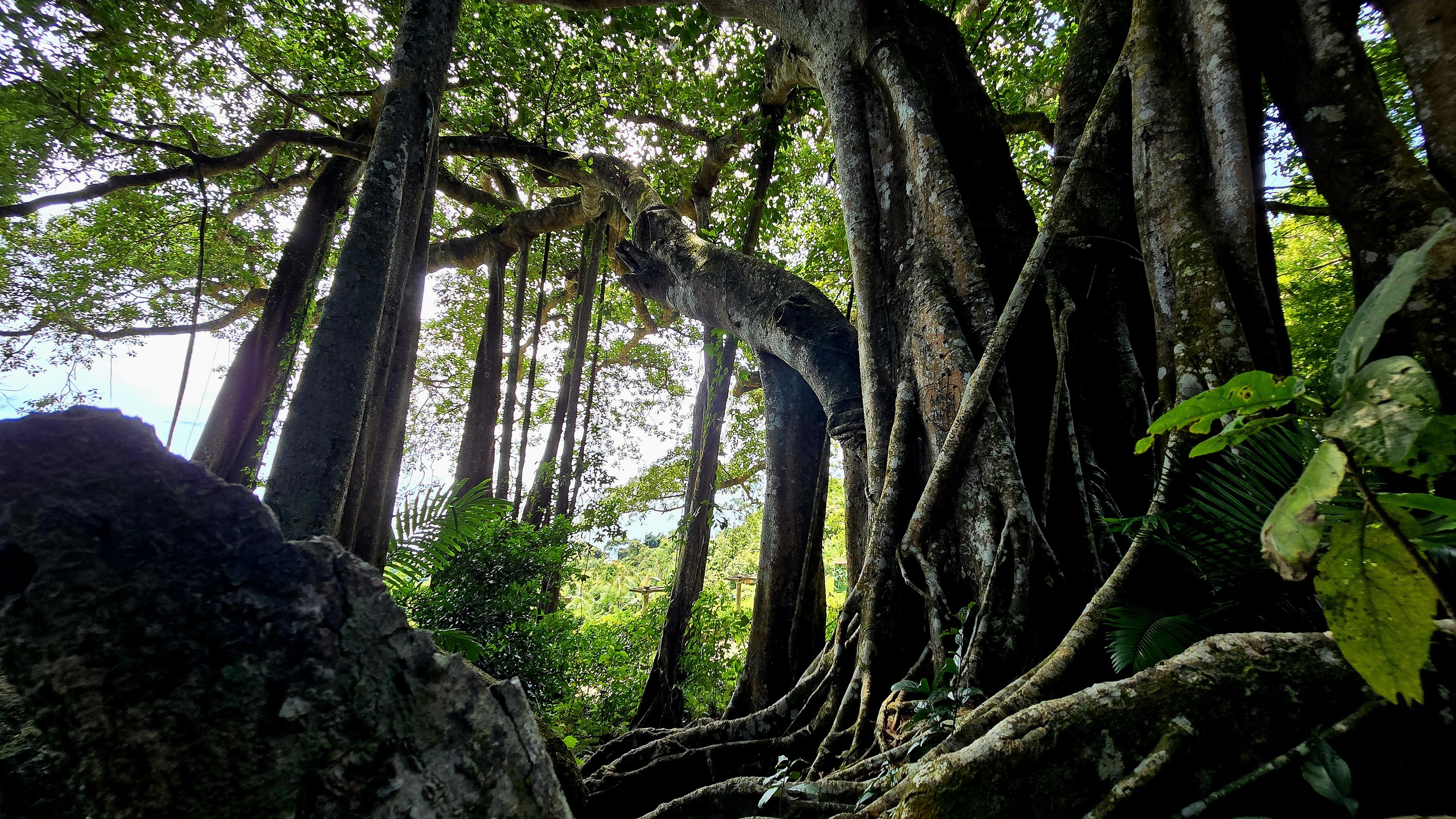 Dưới t&aacute;n đa ngh&igrave;n năm ở Sơn Tr&agrave;, du kh&aacute;ch nghe rừng "kể chuyện" - Ảnh 2.