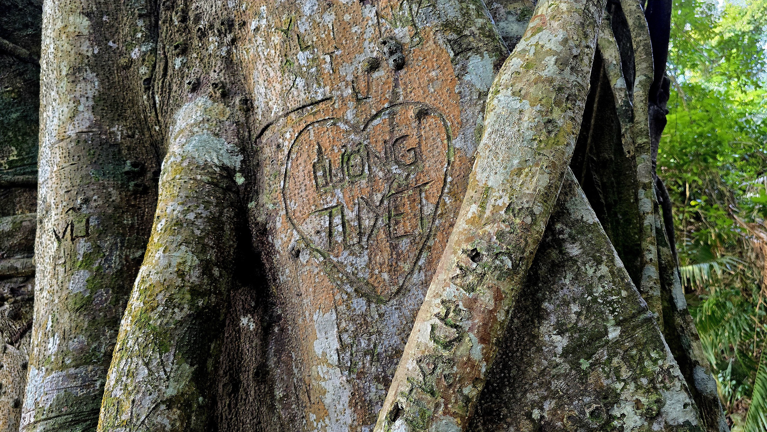 Dưới t&aacute;n đa ngh&igrave;n năm ở Sơn Tr&agrave;, du kh&aacute;ch nghe rừng "kể chuyện" - Ảnh 8.