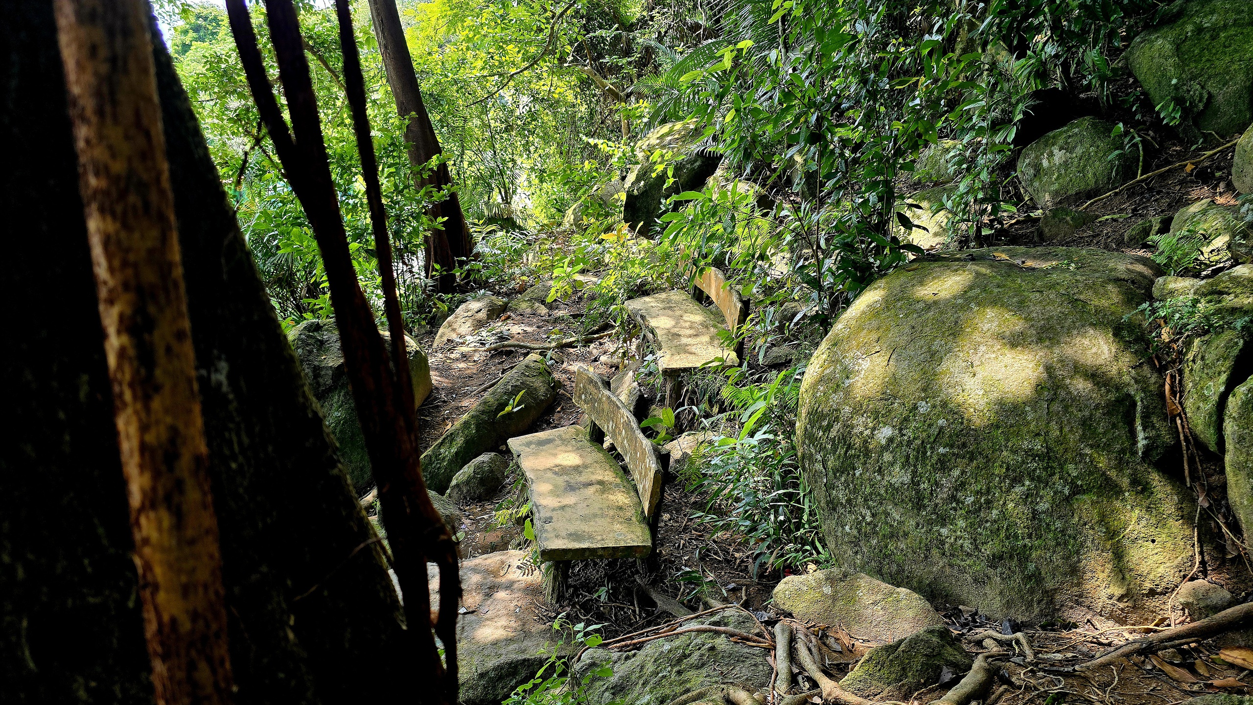 Dưới t&aacute;n đa ngh&igrave;n năm ở Sơn Tr&agrave;, du kh&aacute;ch nghe rừng "kể chuyện" - Ảnh 5.