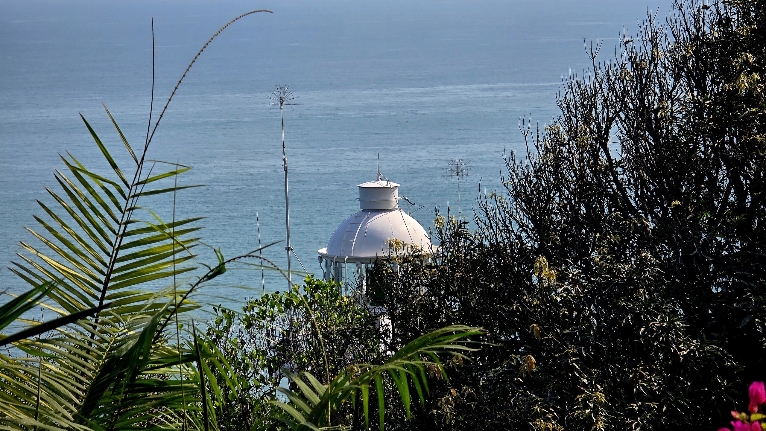 Chinh phục &ldquo;mắt biển&rdquo; trăm tuổi tr&ecirc;n đỉnh Sơn Tr&agrave; - Ảnh 2.