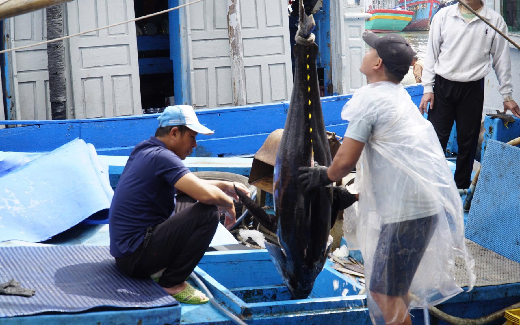 Ngư d&acirc;n Gia Lai li&ecirc;n tiếp tr&uacute;ng đậm c&aacute; ngừ đại dương &ldquo;khủng&rdquo; - Ảnh 2.