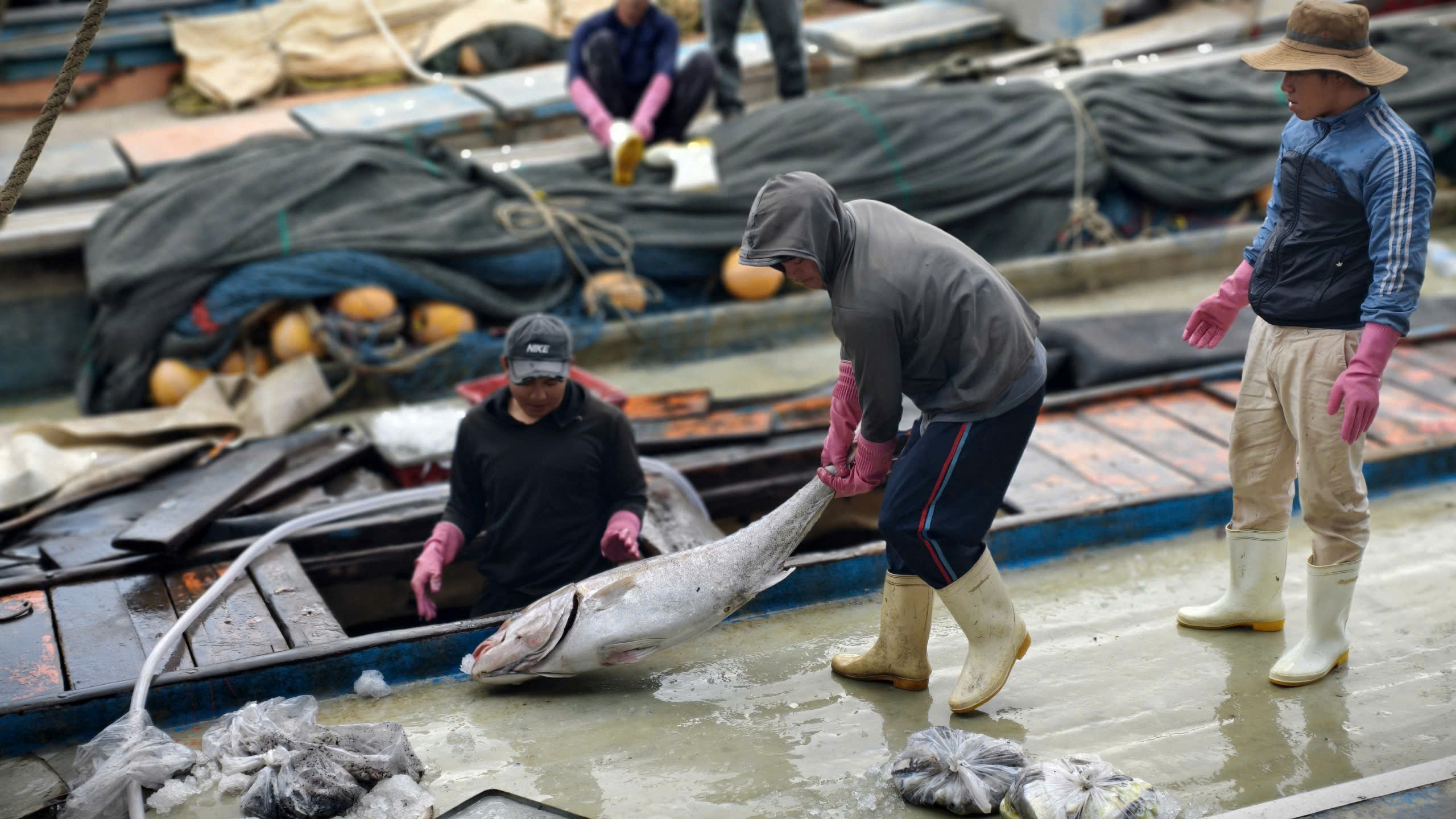 - Ảnh 1. - Ảnh 1.