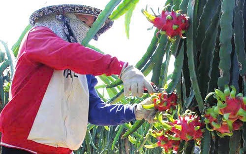 Tần suất kiểm tra EU với thanh long Việt Nam: Bộ Nông nghiệp làm rõ - Ảnh 2. Tần suất kiểm tra EU với thanh long Việt Nam: Bộ Nông nghiệp làm rõ - Ảnh 2.