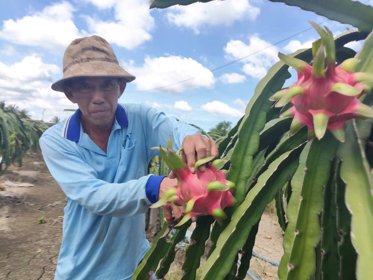 Gi&aacute; thanh long T&acirc;y Ninh Tết B&iacute;nh Ngọ 2026 v&agrave; những lo lắng của n&ocirc;ng d&acirc;n - Ảnh 2.
