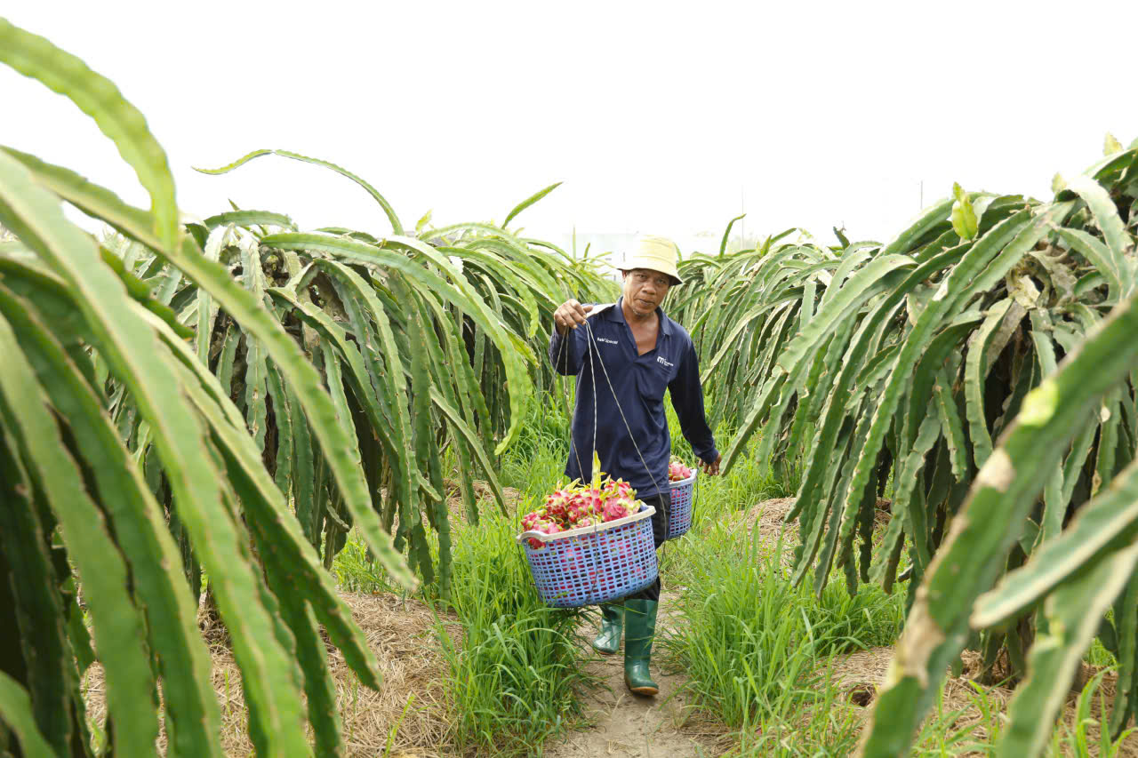 Gi&aacute; thanh long T&acirc;y Ninh Tết B&iacute;nh Ngọ 2026 v&agrave; những lo lắng của n&ocirc;ng d&acirc;n - Ảnh 3.