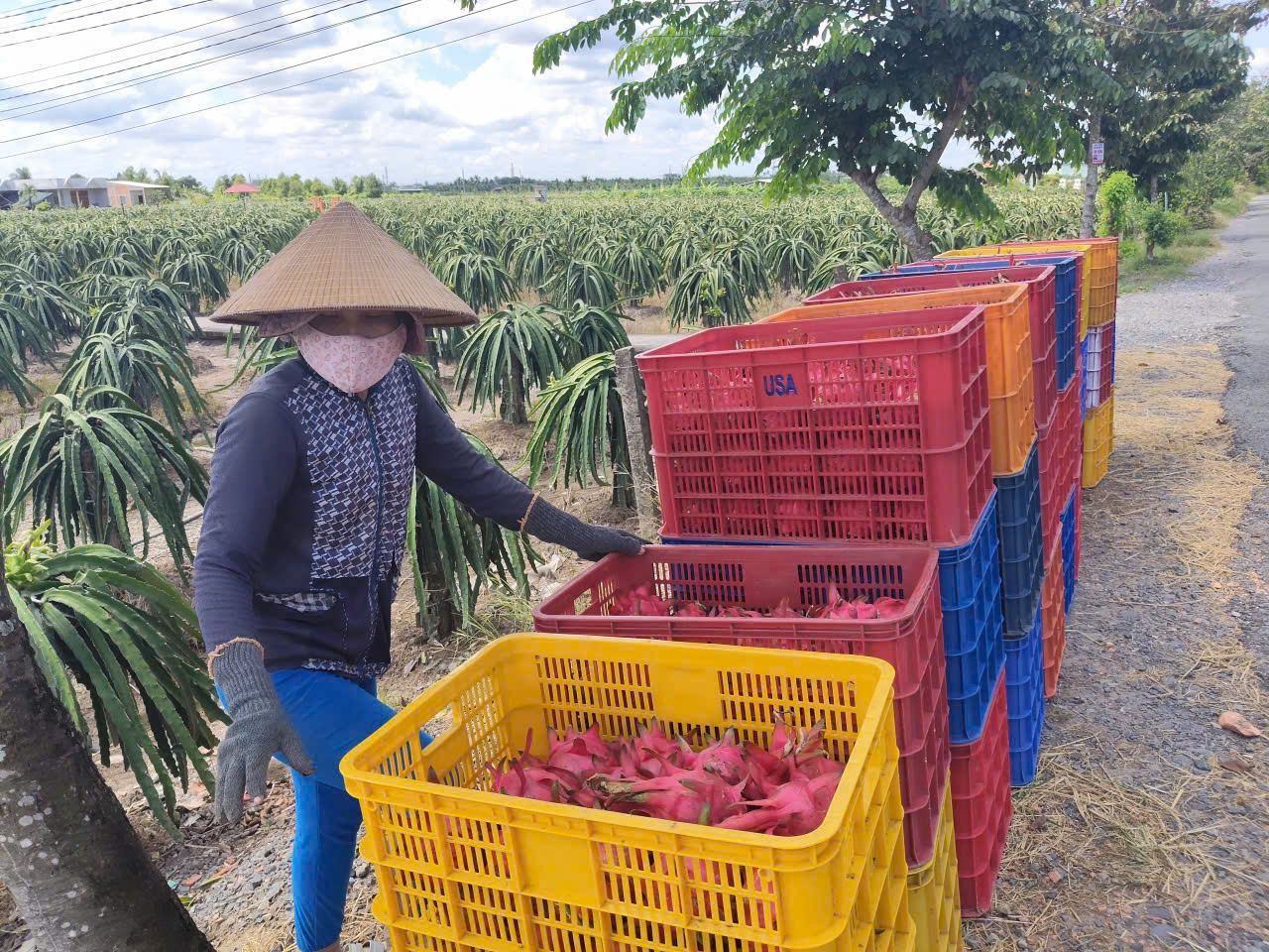 Gi&aacute; thanh long T&acirc;y Ninh Tết B&iacute;nh Ngọ 2026 v&agrave; những lo lắng của n&ocirc;ng d&acirc;n - Ảnh 7.