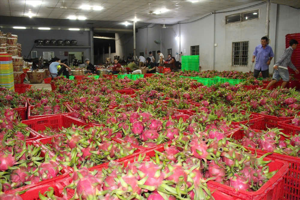 Gi&aacute; thanh long T&acirc;y Ninh Tết B&iacute;nh Ngọ 2026 v&agrave; những lo lắng của n&ocirc;ng d&acirc;n - Ảnh 9.