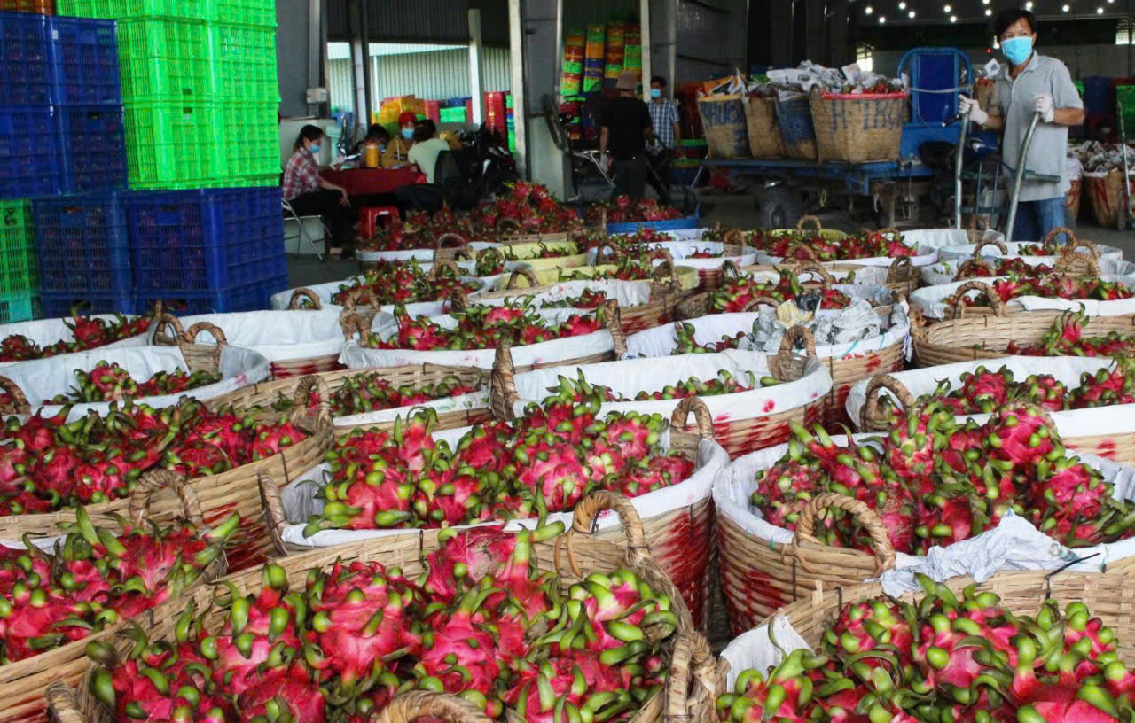 Gi&aacute; thanh long T&acirc;y Ninh Tết B&iacute;nh Ngọ 2026 v&agrave; những lo lắng của n&ocirc;ng d&acirc;n - Ảnh 10.