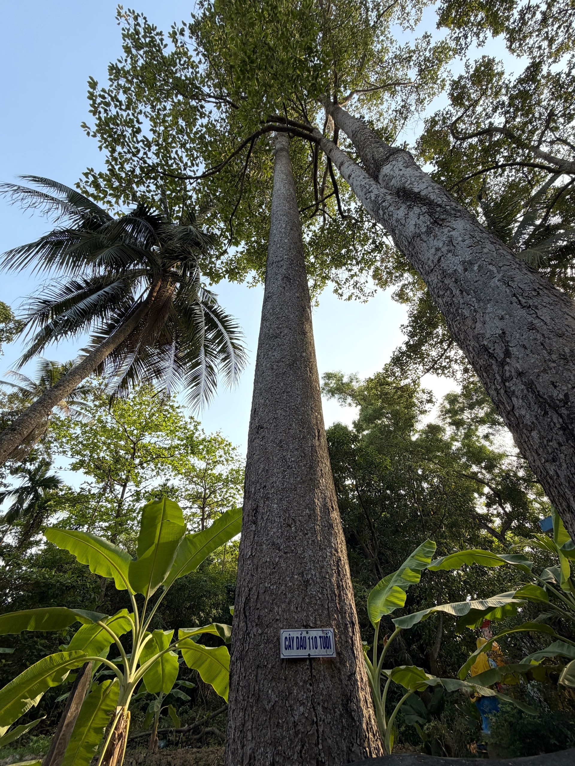 Đầu năm, vãn cảnh chùa trên cù lao sông Đồng Nai - Ảnh 17.
