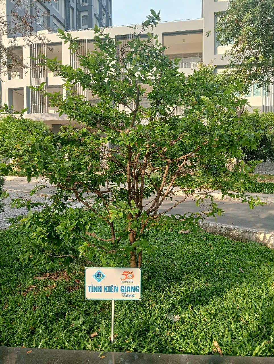 13 C&acirc;y mai lưu giữ văn h&oacute;a miền T&acirc;y tại Đại học Cần Thơ - Ảnh 3.