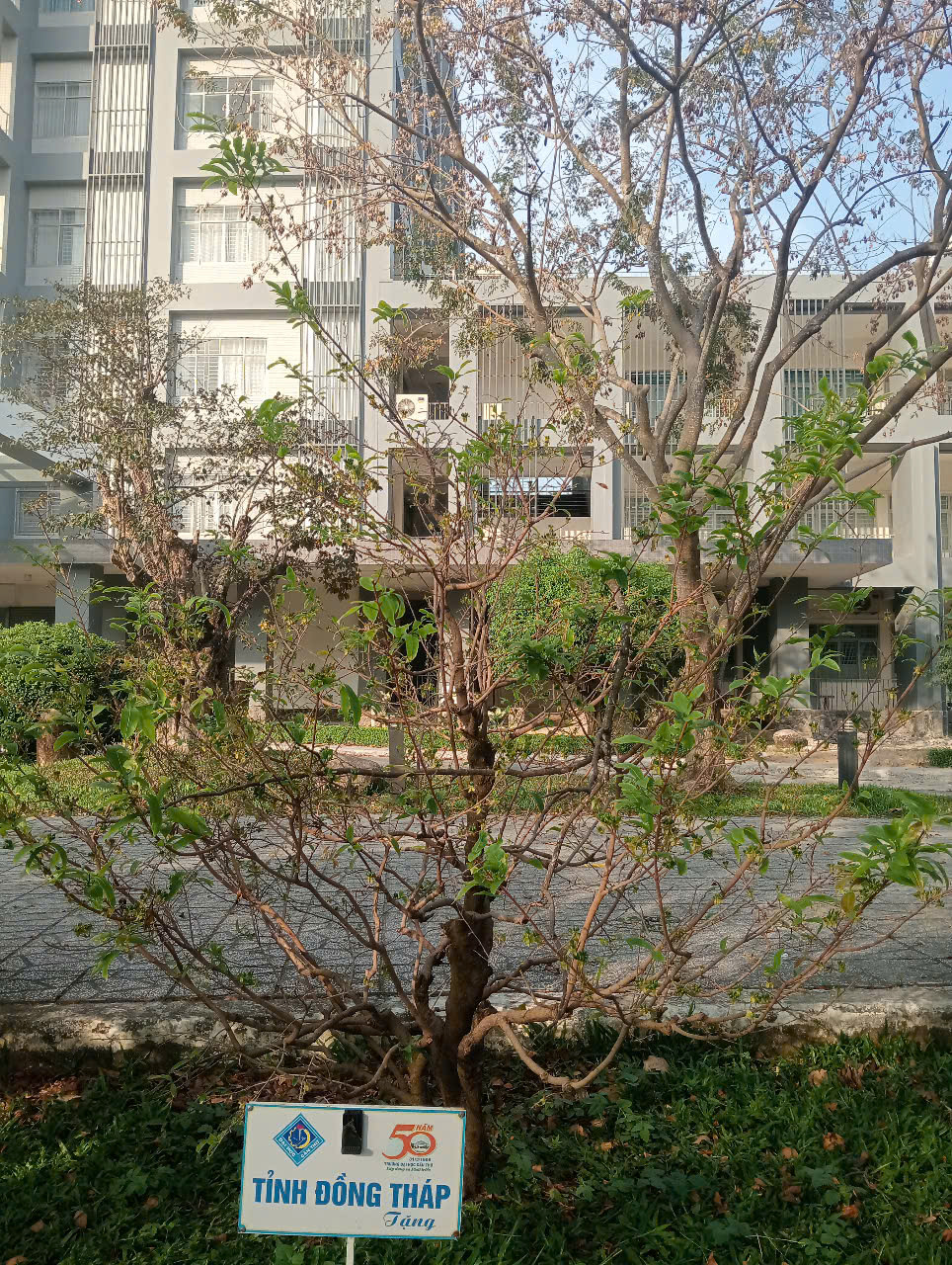 13 C&acirc;y mai lưu giữ văn h&oacute;a miền T&acirc;y tại Đại học Cần Thơ - Ảnh 4.