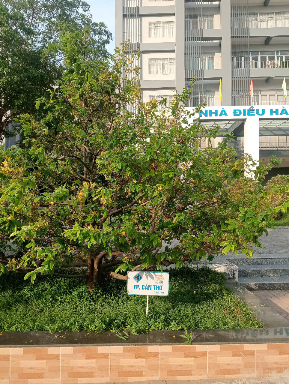 13 C&acirc;y mai lưu giữ văn h&oacute;a miền T&acirc;y tại Đại học Cần Thơ - Ảnh 5.