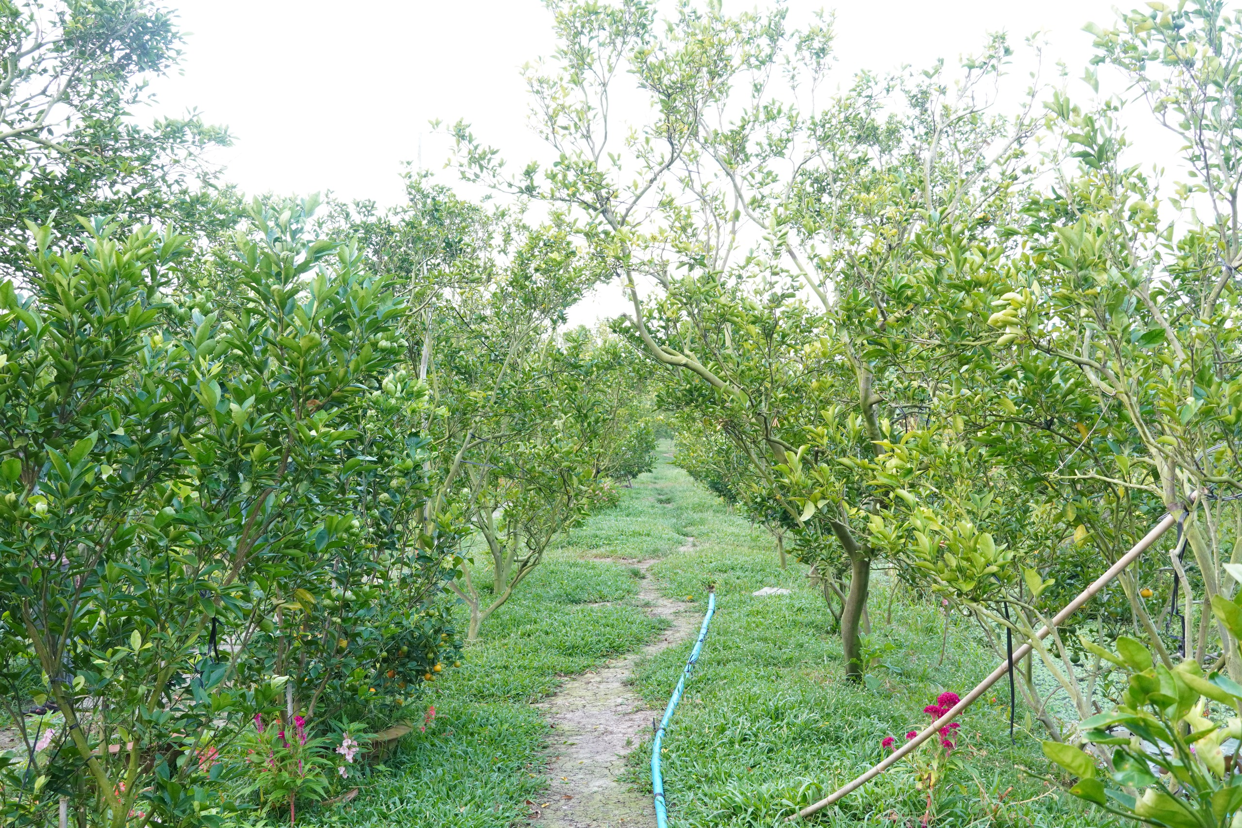 Thủ phủ qu&yacute;t hồng Lai Vung năm 2026: Gi&aacute; giảm sau vụ thu hoạch Tết - Ảnh 2.