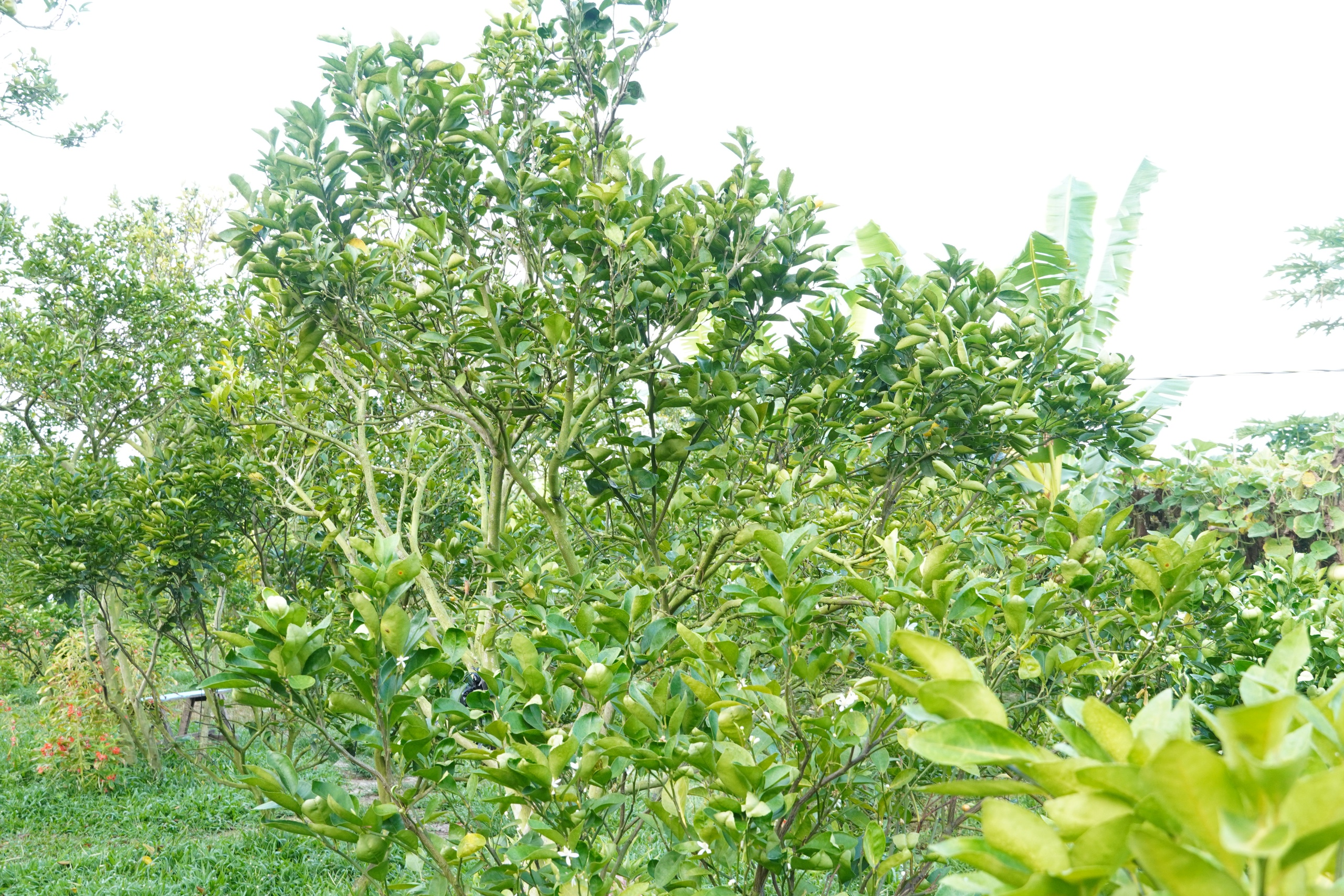 Thủ phủ qu&yacute;t hồng Lai Vung năm 2026: Gi&aacute; giảm sau vụ thu hoạch Tết - Ảnh 1.