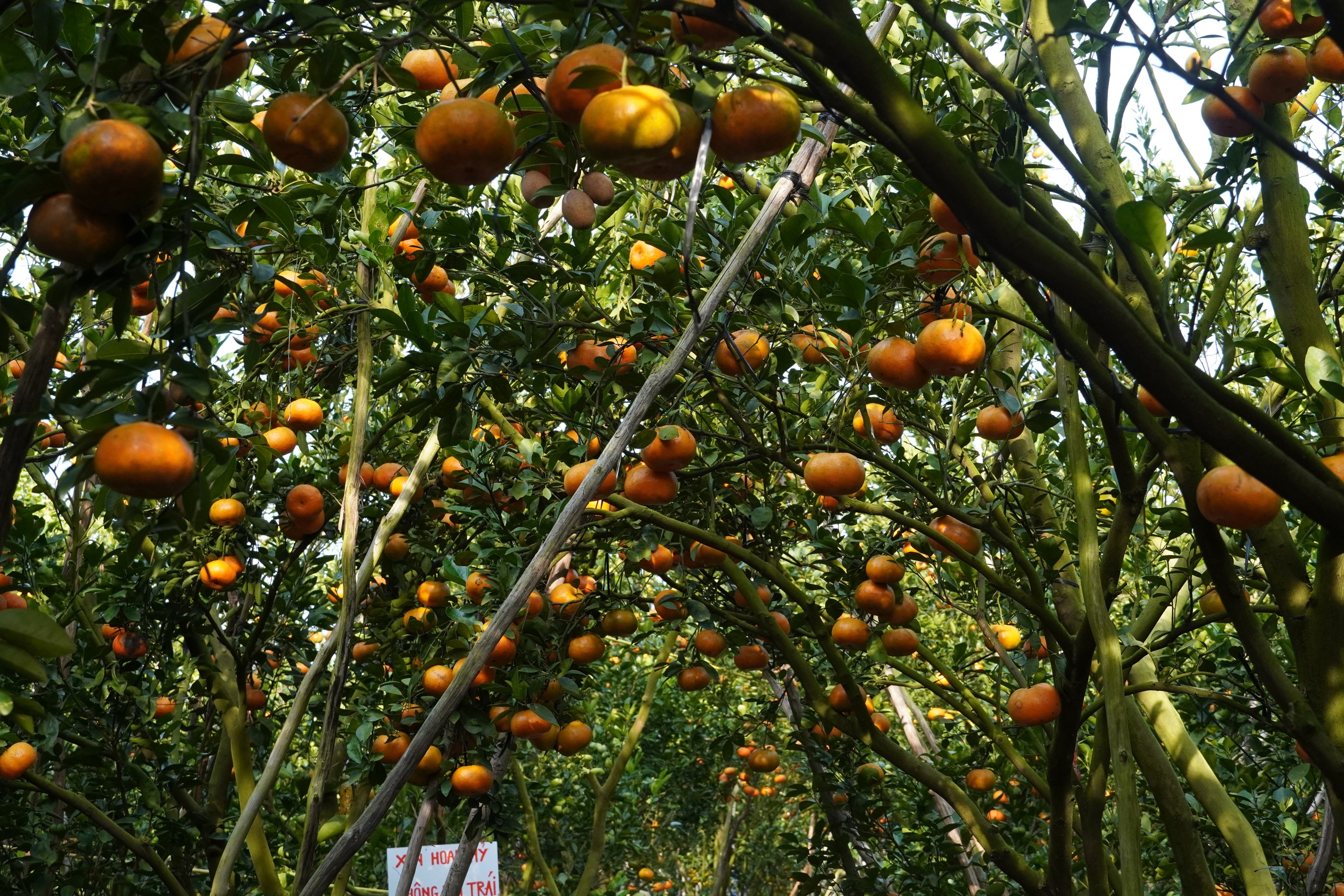 Thủ phủ qu&yacute;t hồng Lai Vung năm 2026: Gi&aacute; giảm sau vụ thu hoạch Tết - Ảnh 6.